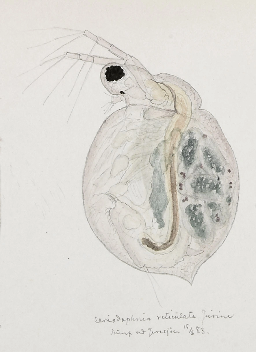 : Ceriodaphnia reticulata.