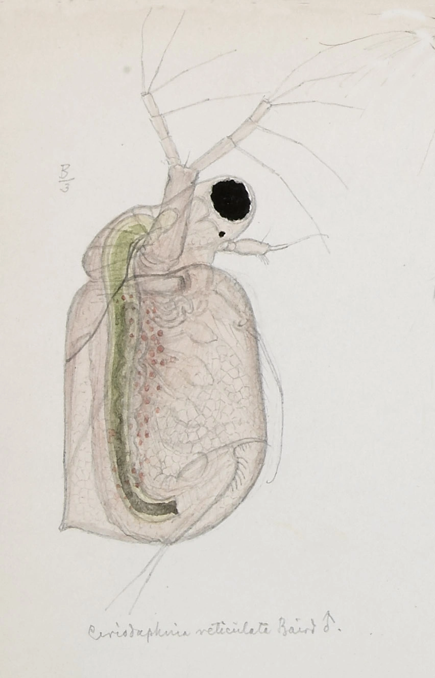 : Ceriodaphnia reticulata.