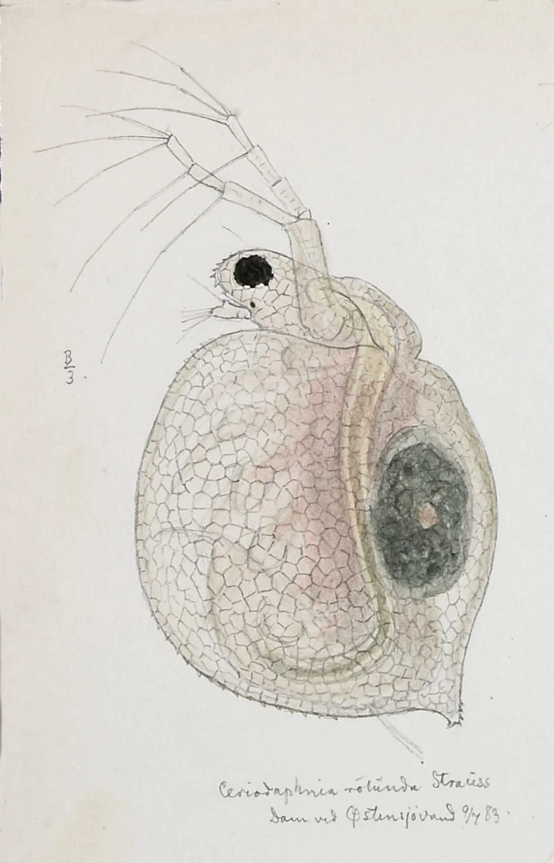 : Ceriodaphnia rotunda.