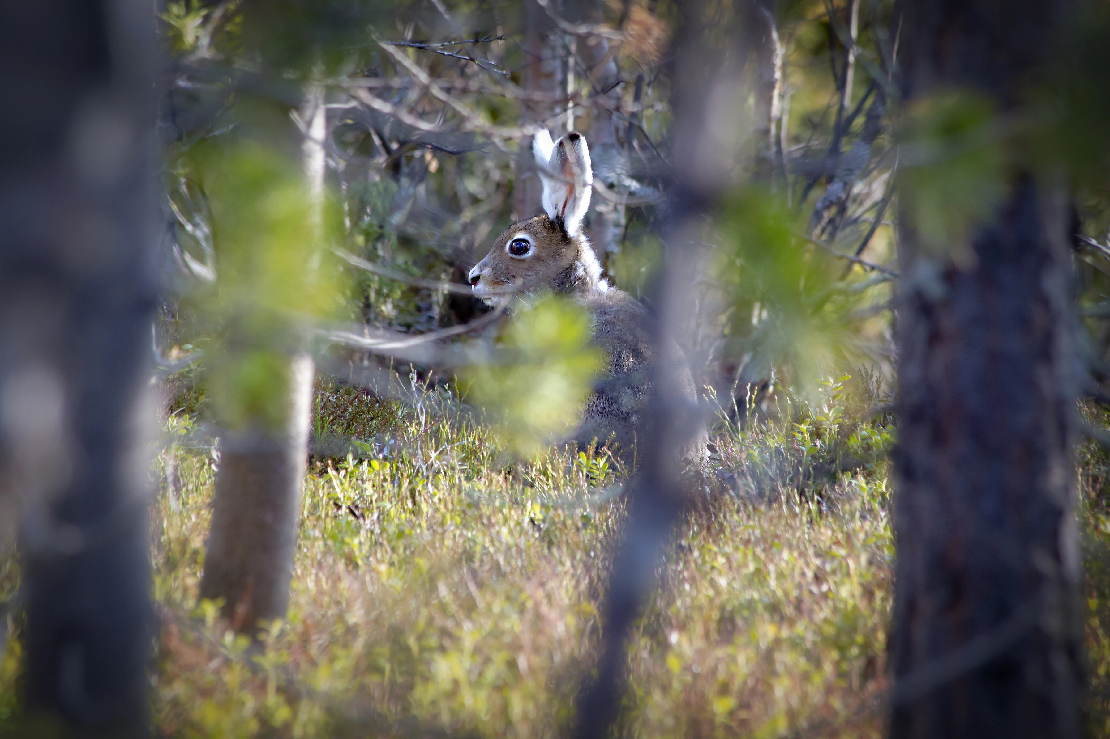 : Lepus timidus.