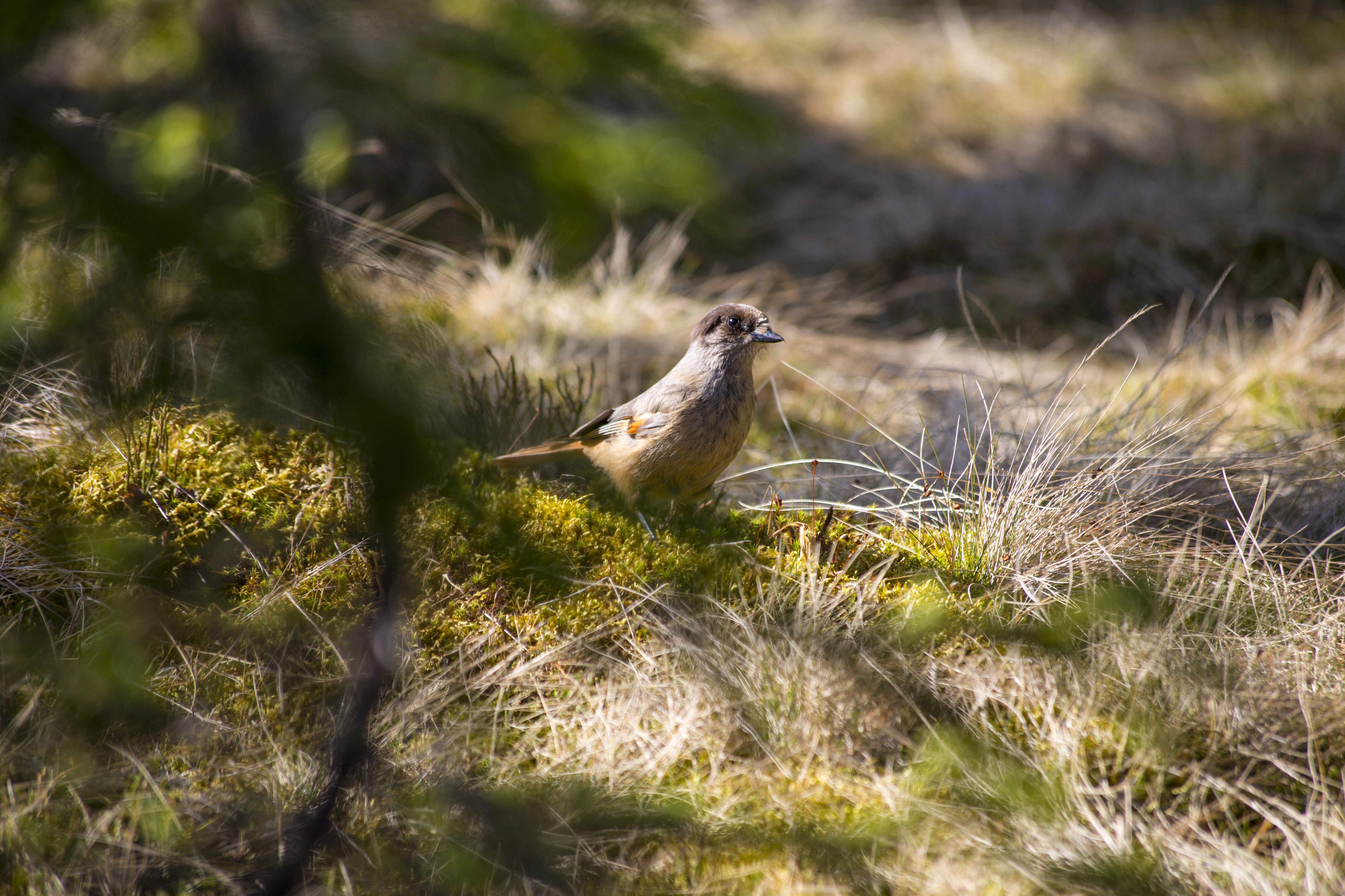 : Perisoreus infaustus.