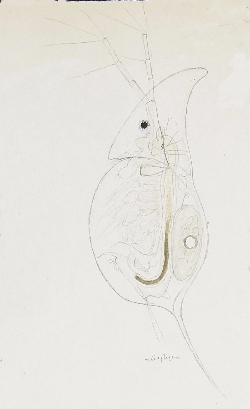 : Daphnia cristata.