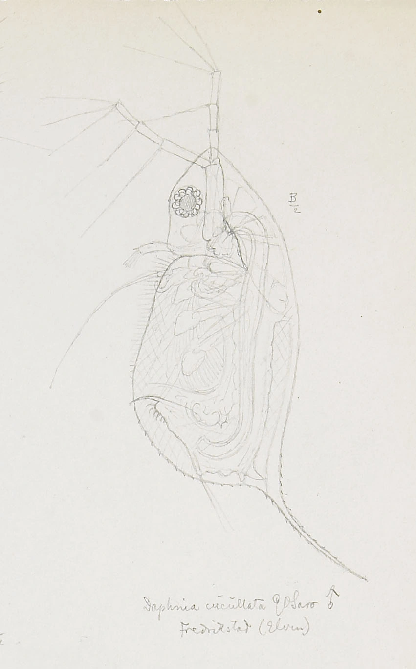 : Daphnia cucullata.