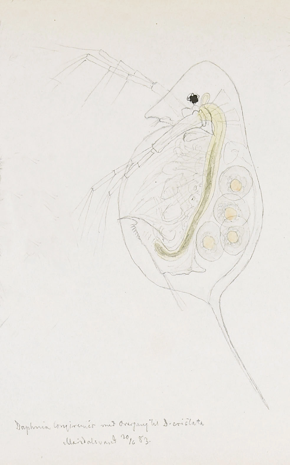 : Daphnia longiremis.