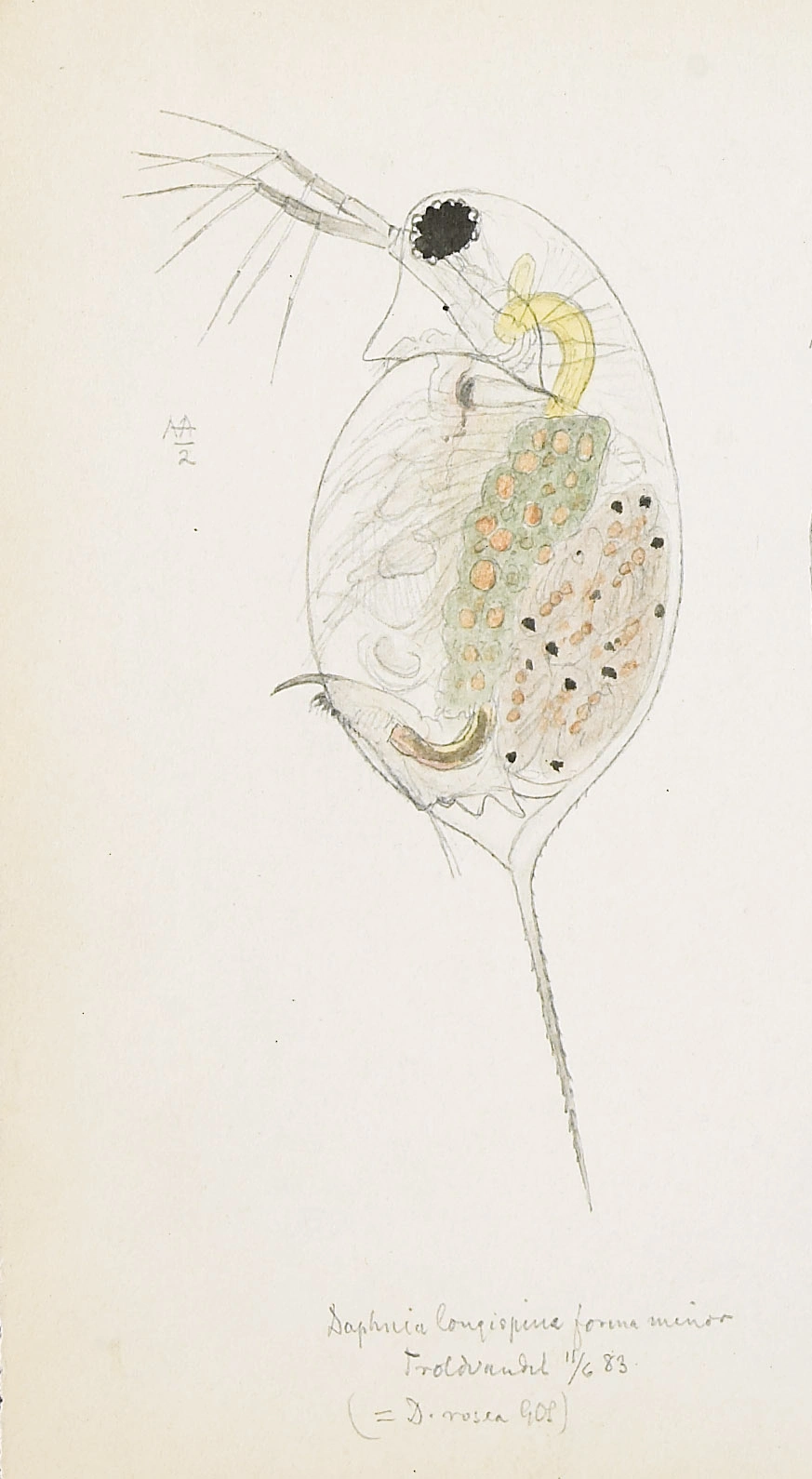 : Daphnia longispina.