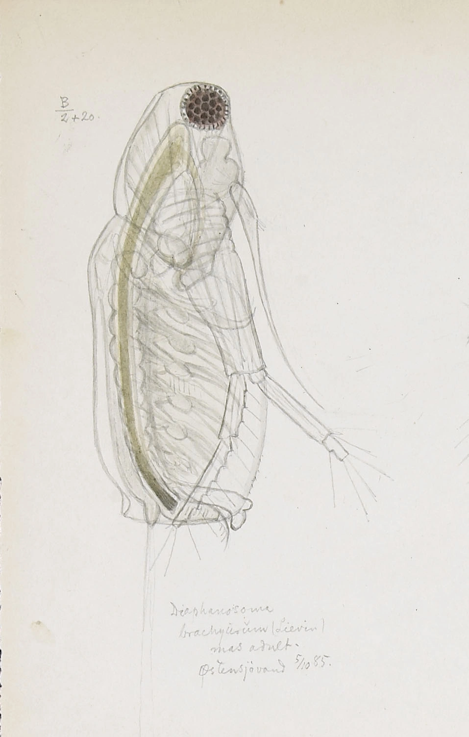 : Diaphanosoma brachyurum.