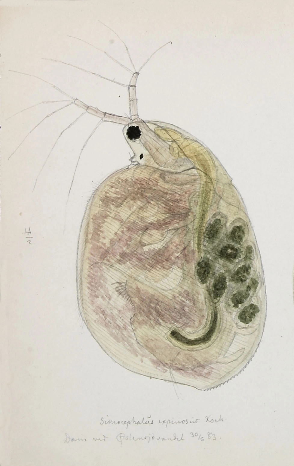 : Simocephalus exspinosus.