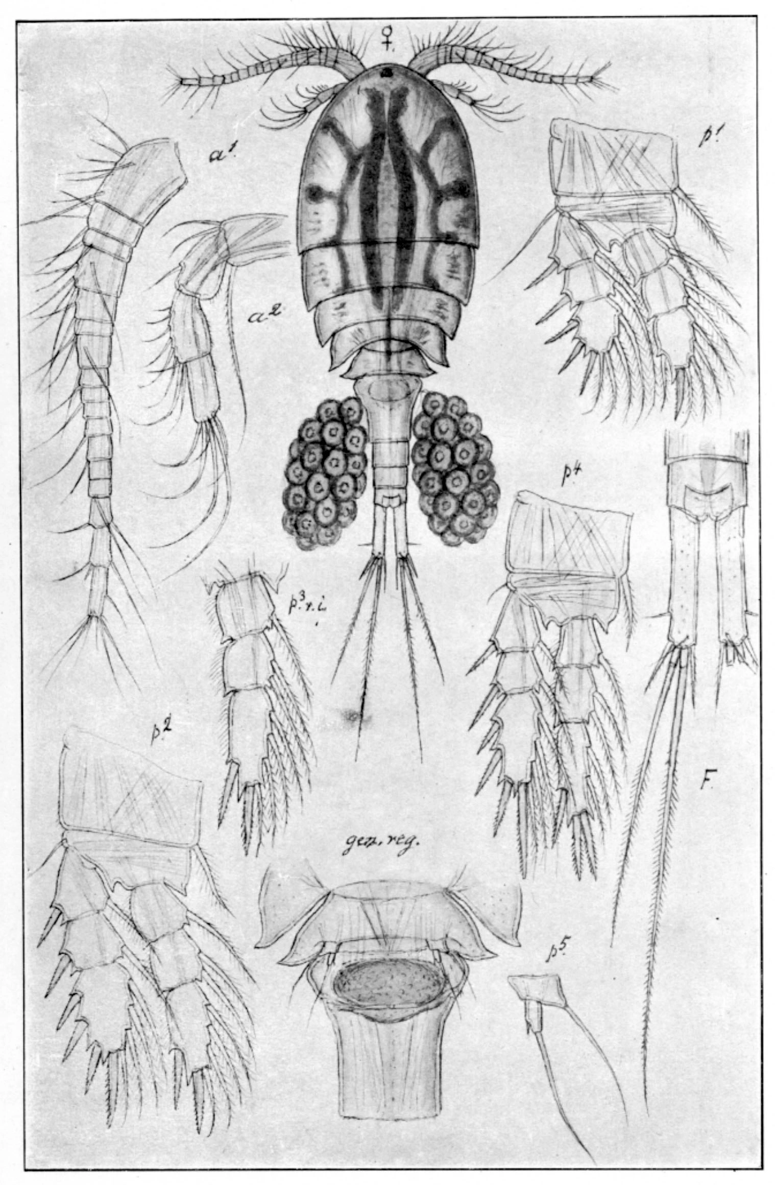 : Acanthocyclops robustus.