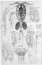 : Acanthocyclops robustus.