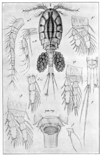 robusthops