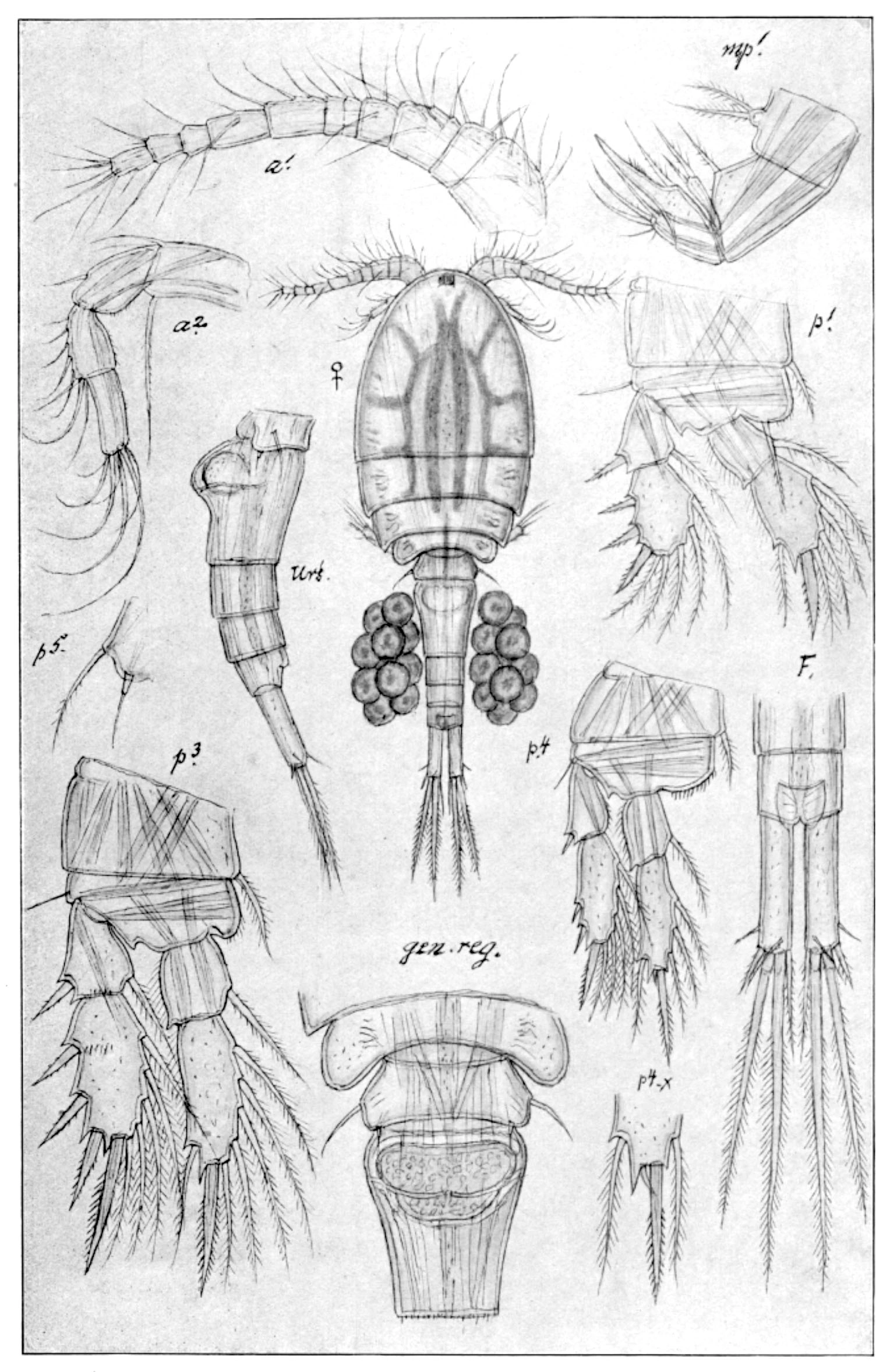 : Cryptocyclops bicolor.