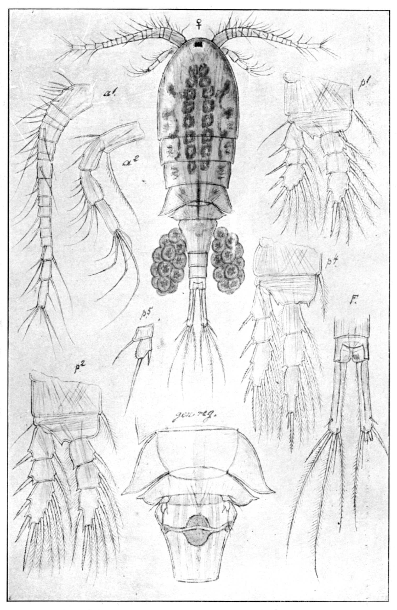 : Cyclops vicinus.