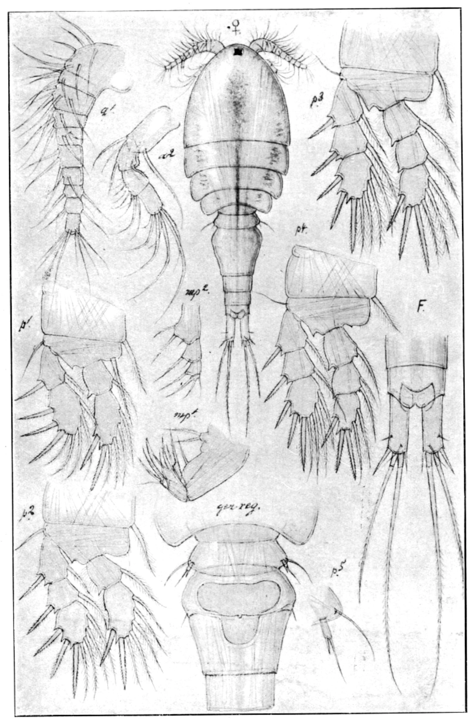 : Diacyclops abyssicola.