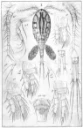 : Diacyclops bicuspidatus.