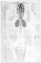 : Diacyclops bisetosus.