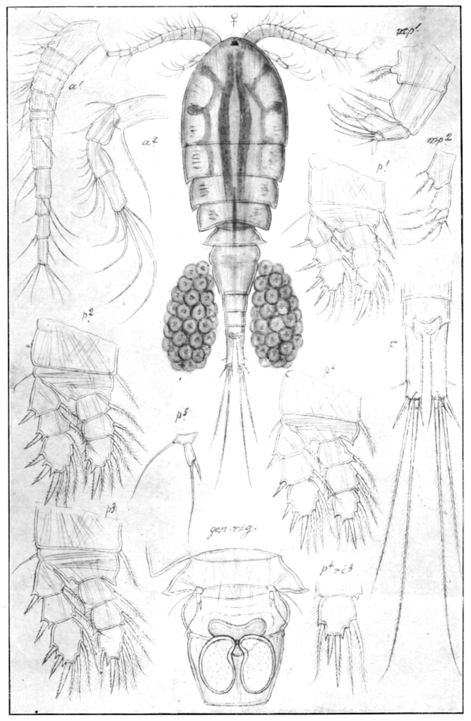 : Diacyclops crassicaudis.