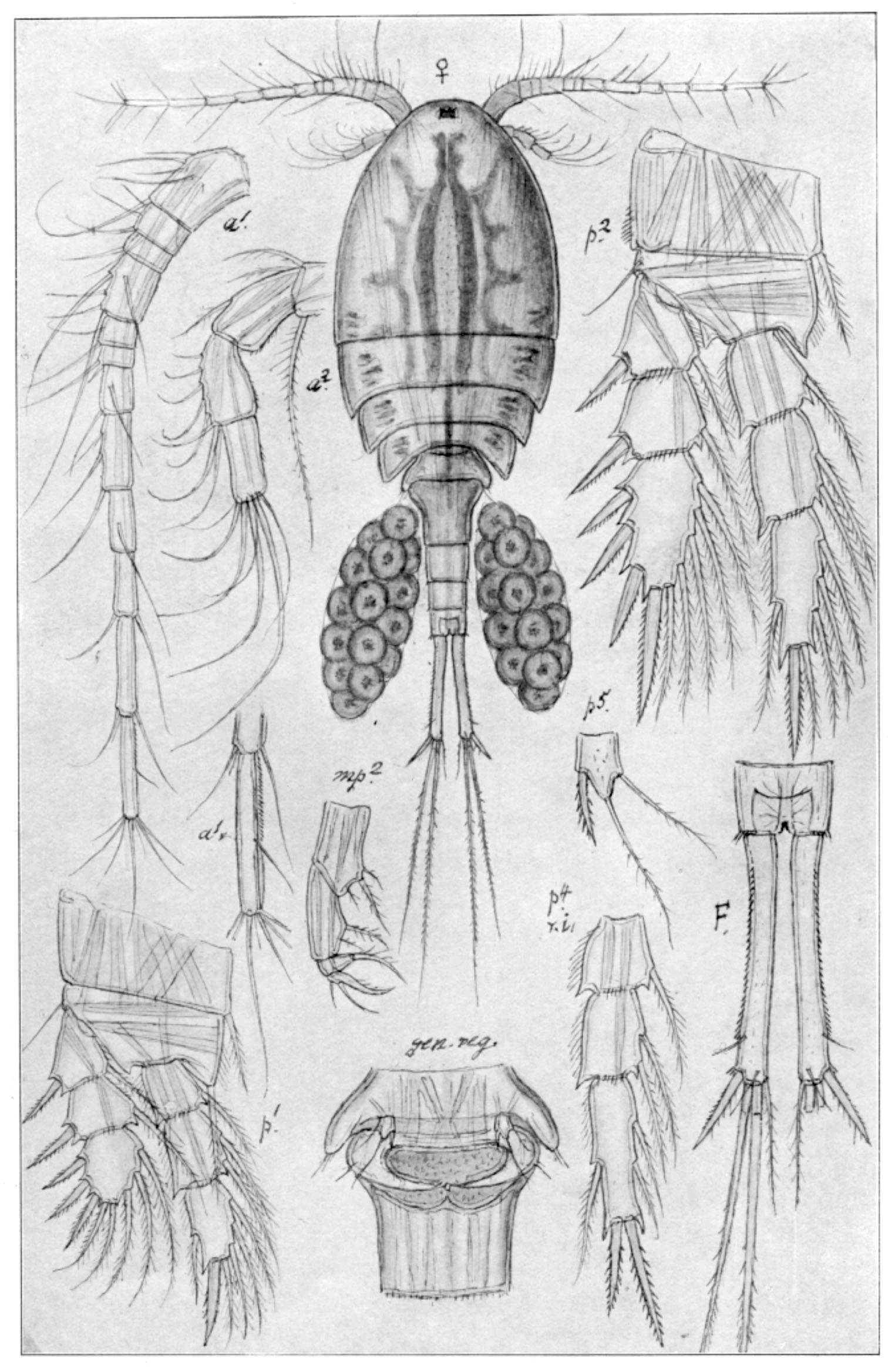 Cyclops abyssorum