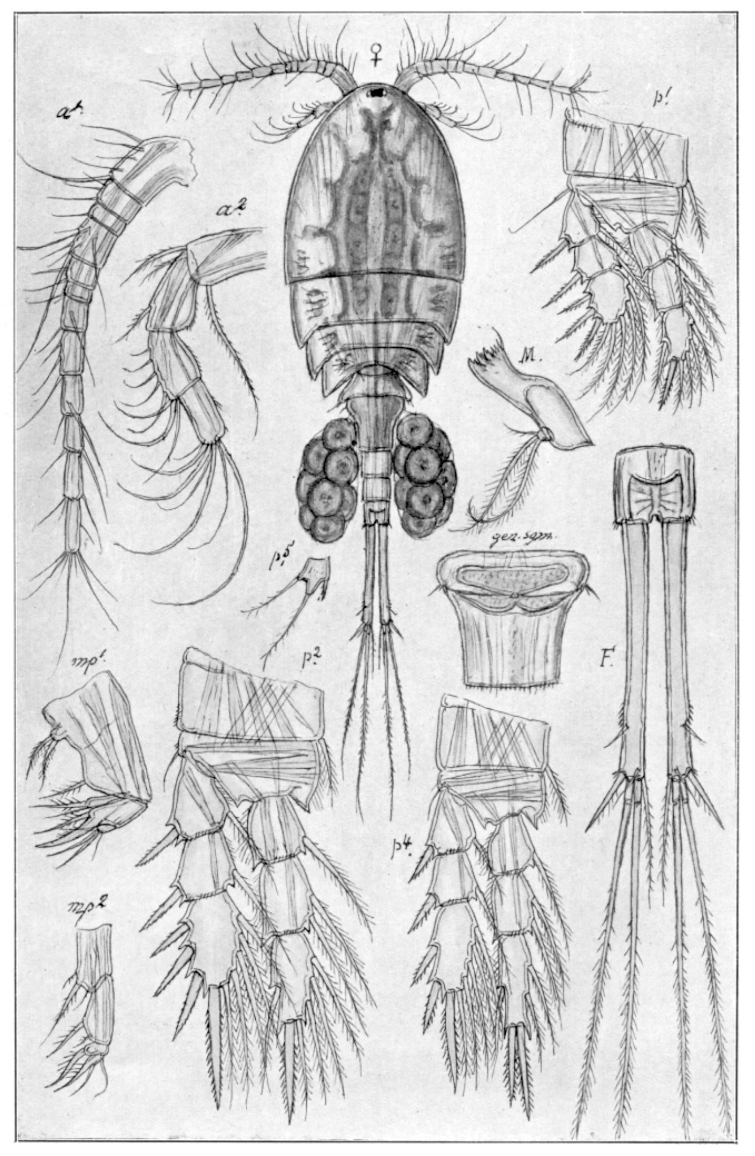 : Eucyclops macrurus.