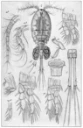 : Eucyclops macrurus.