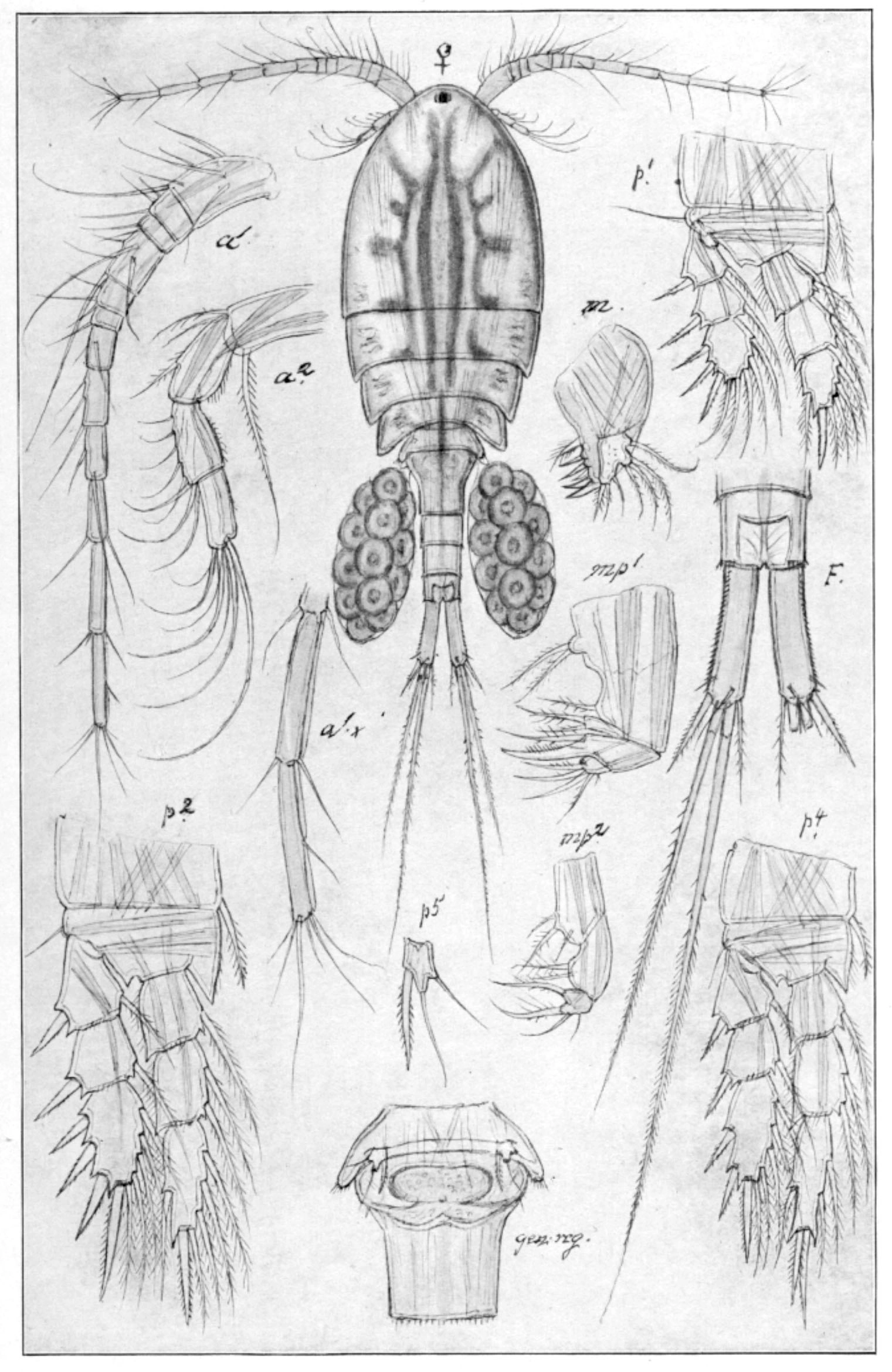 : Eucyclops serrulatus.