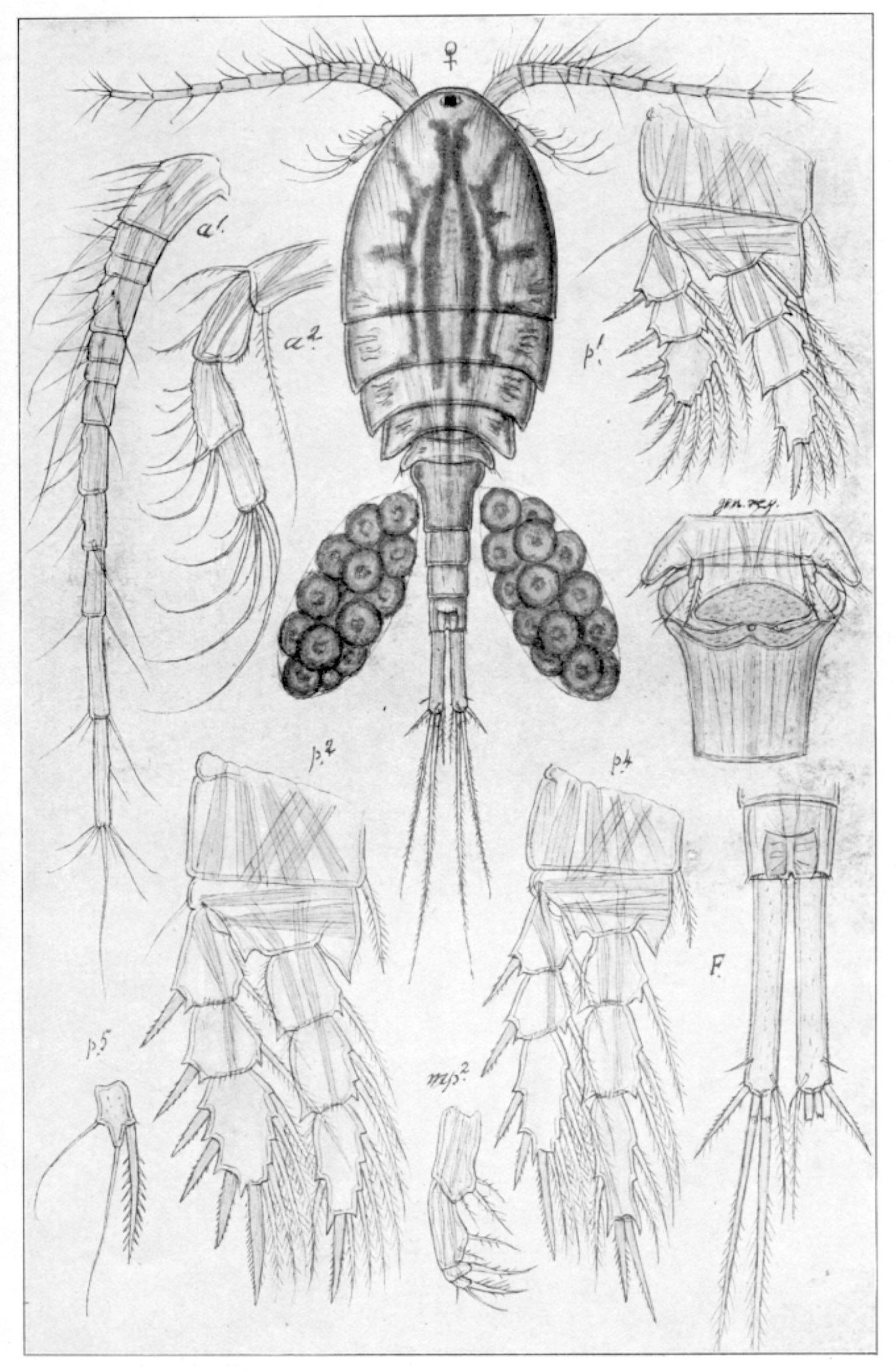 : Eucyclops speratus.