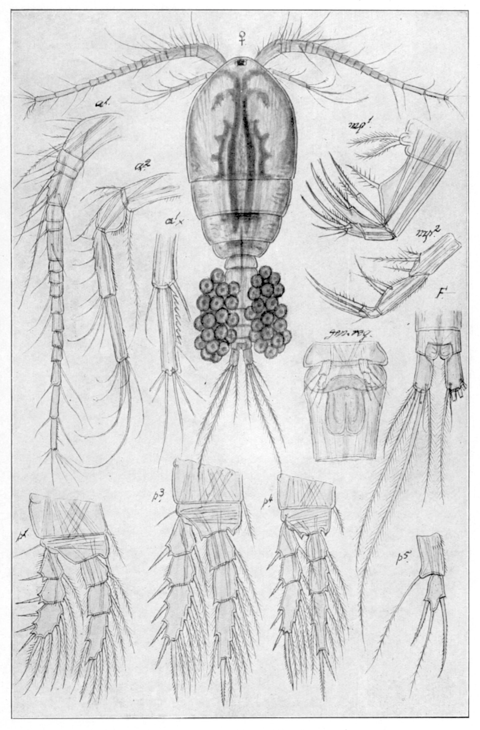 : Macrocyclops fuscus.