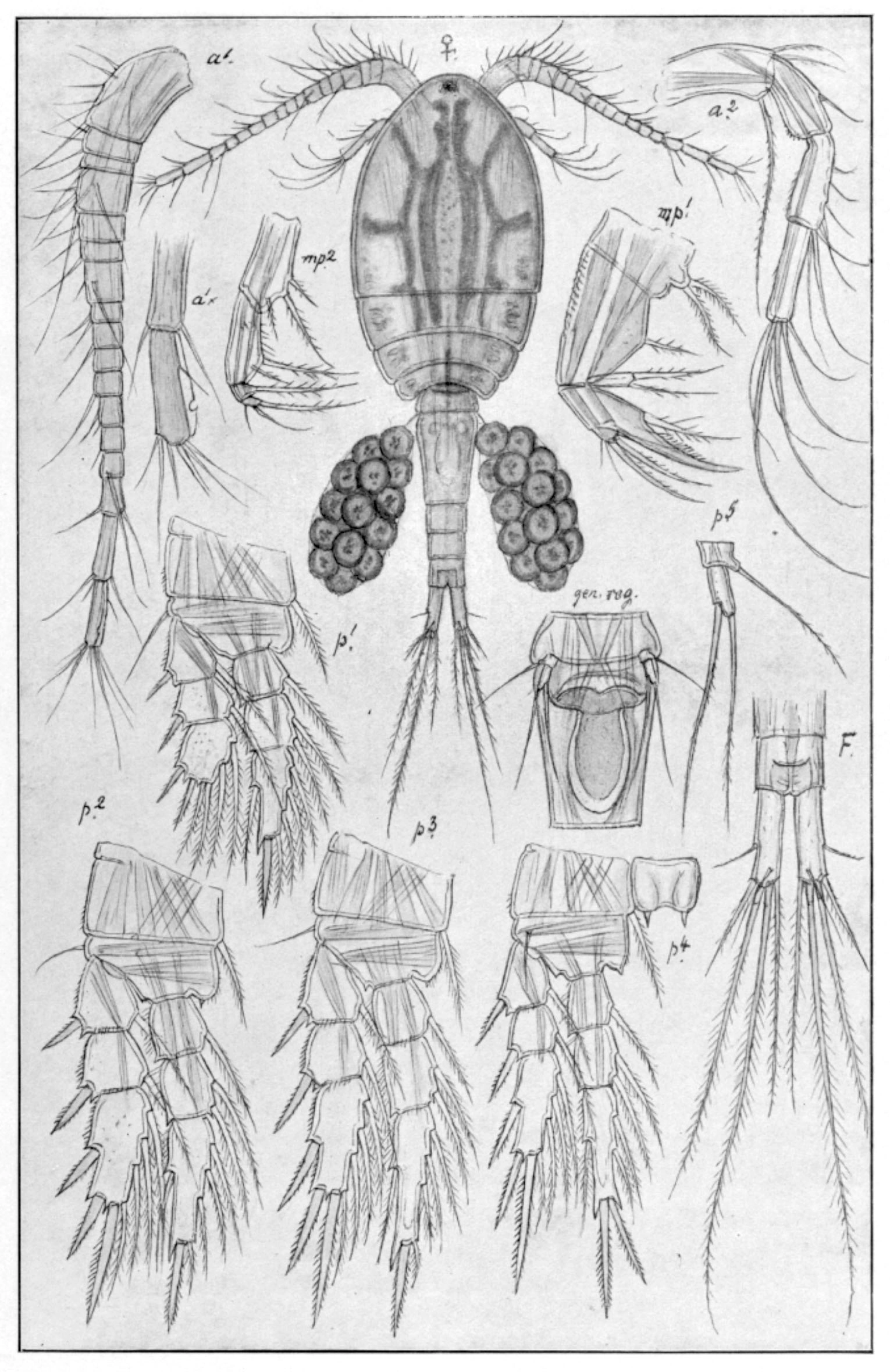 : Mesocyclops leuckarti.