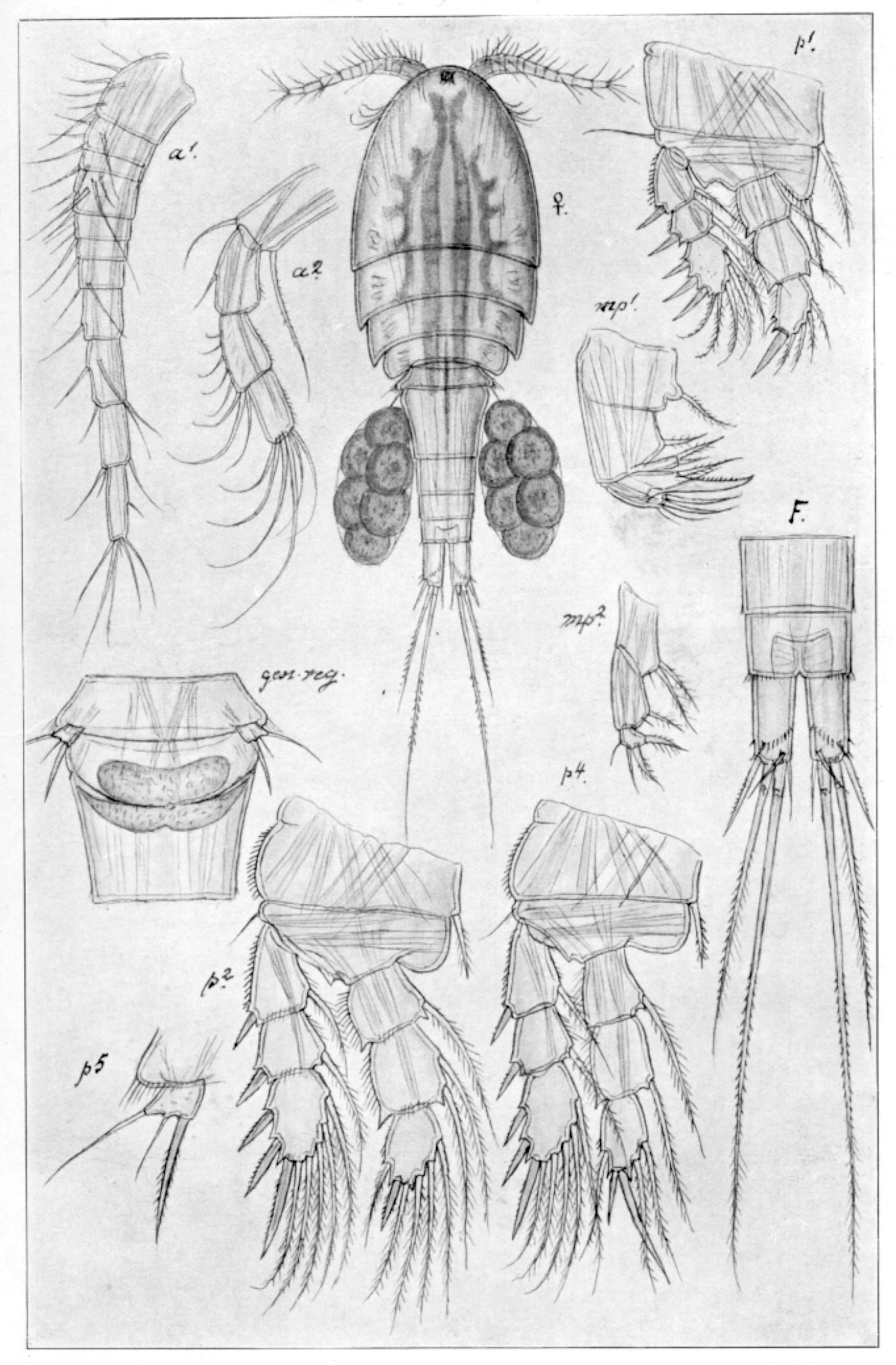 : Paracyclops affinis.