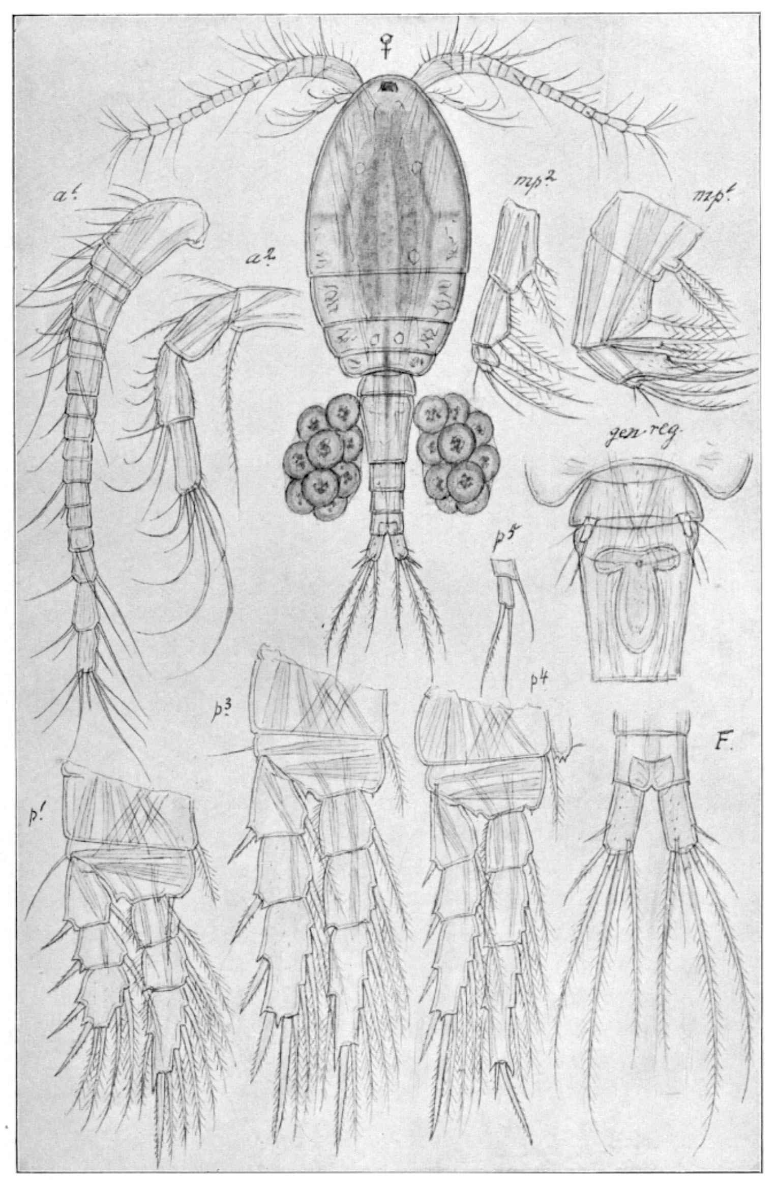 : Thermocyclops crassus.