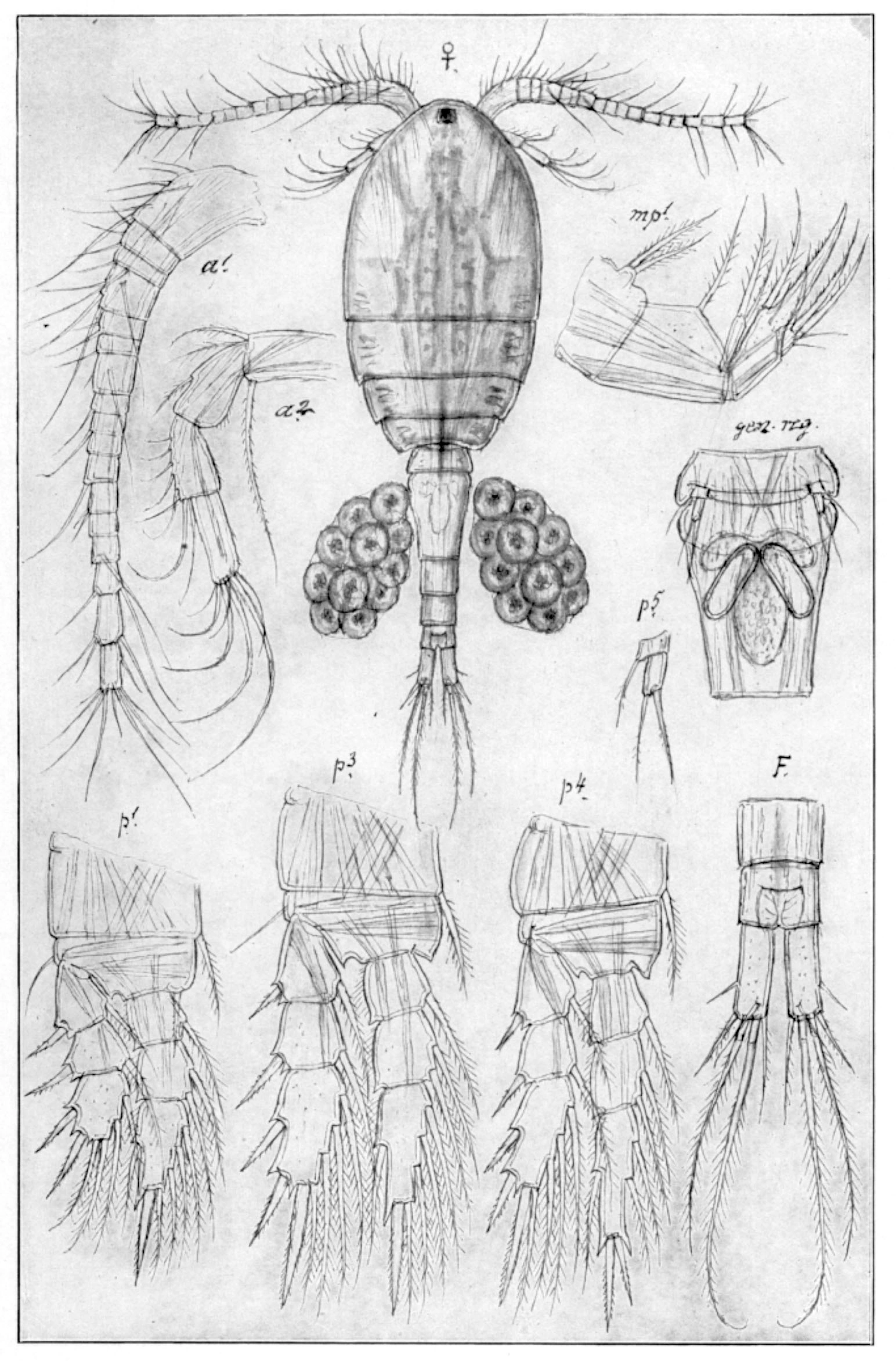 : Thermocyclops dybowskii.