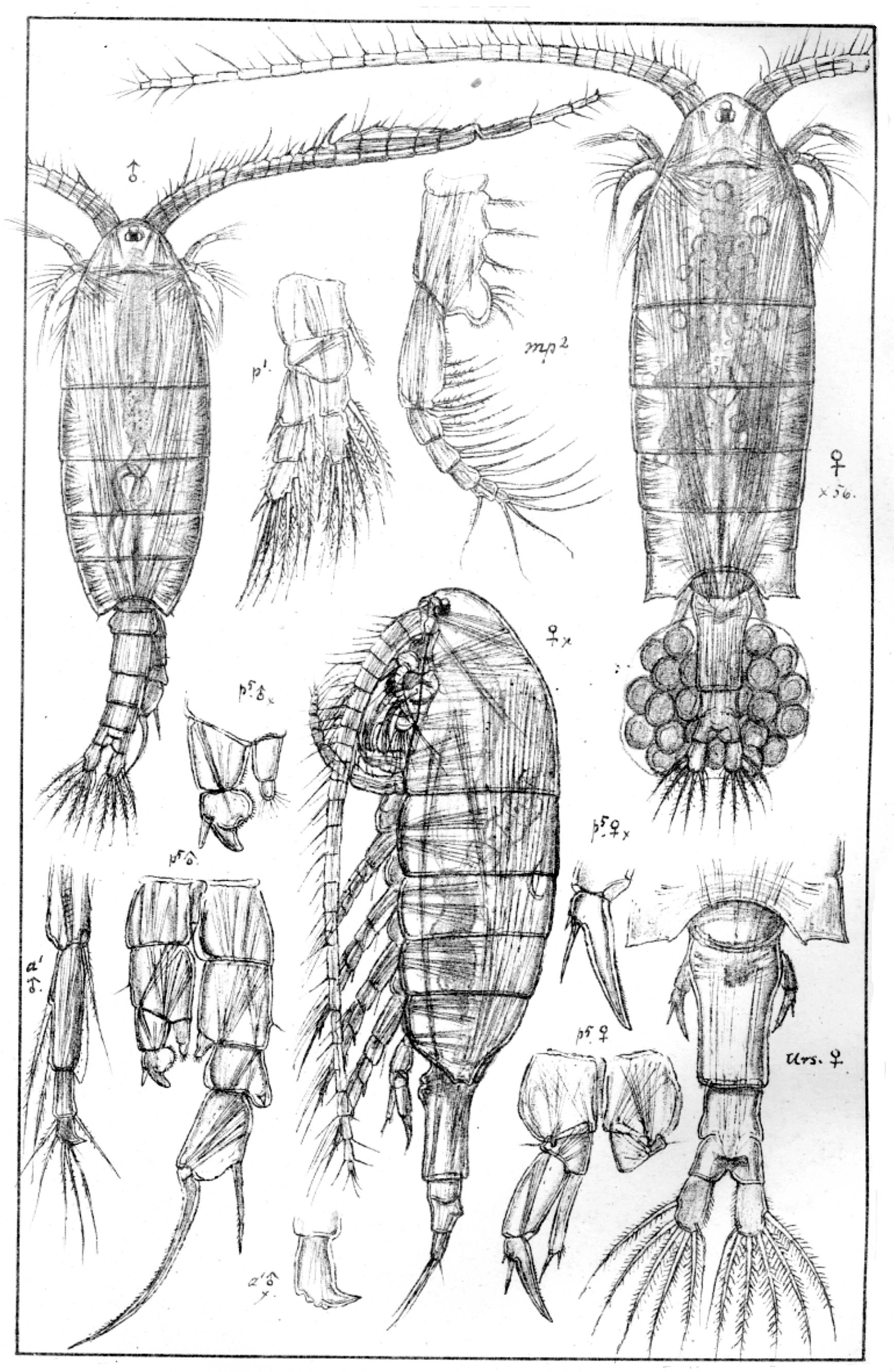 : Acanthodiaptomus denticornis.