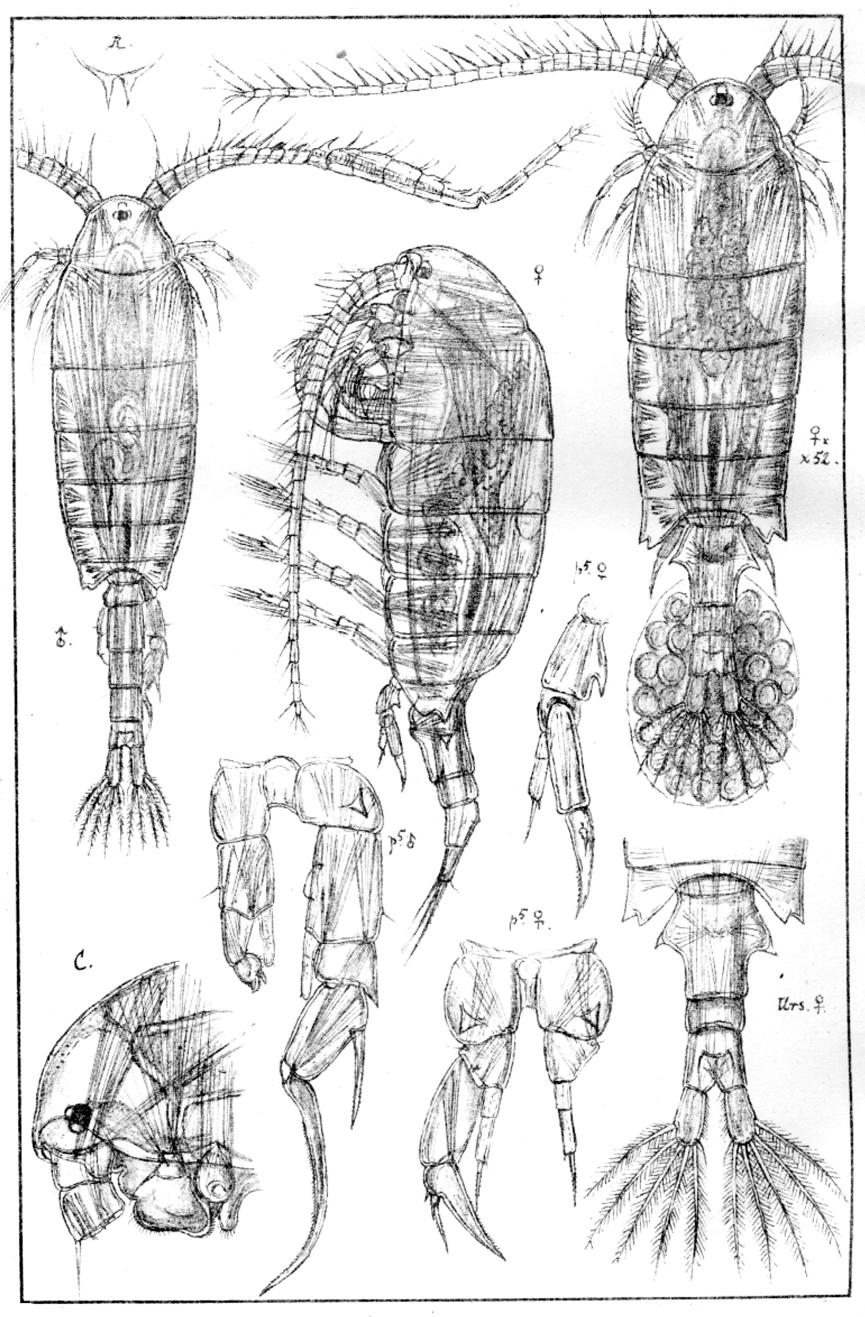 : Diaptomus castor.