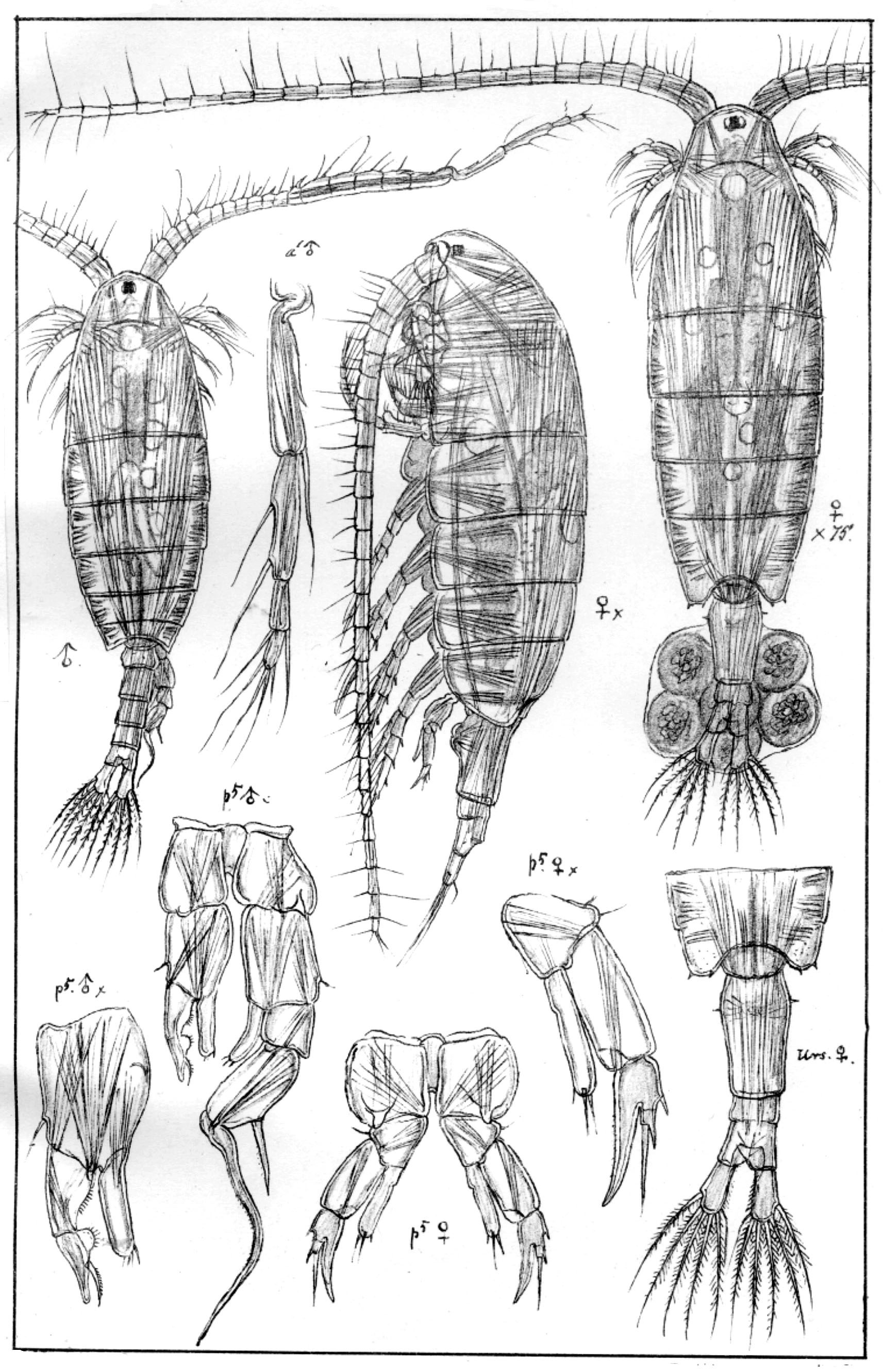 : Eudiaptomus graciloides.