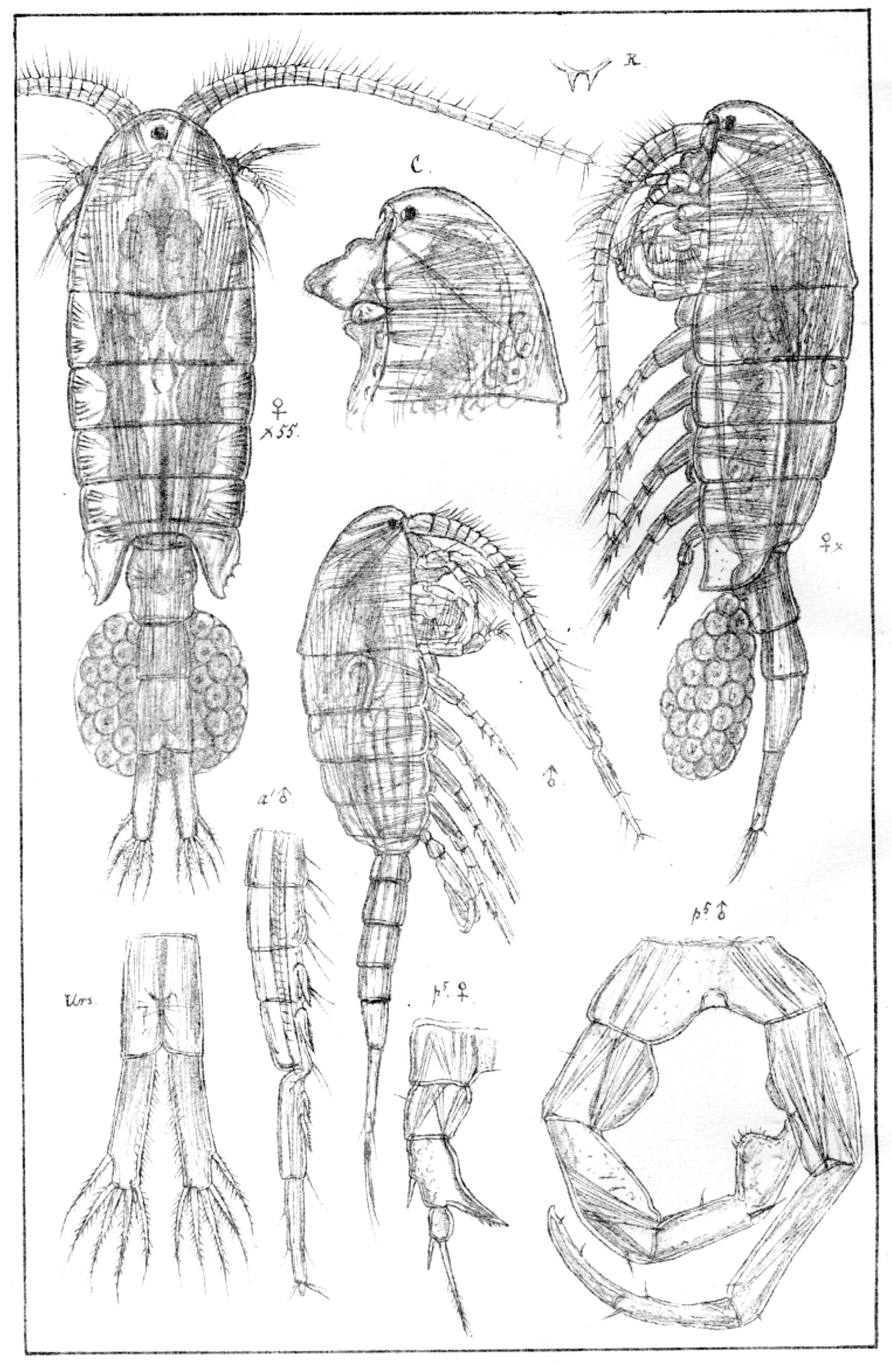 : Eurytemora velox.