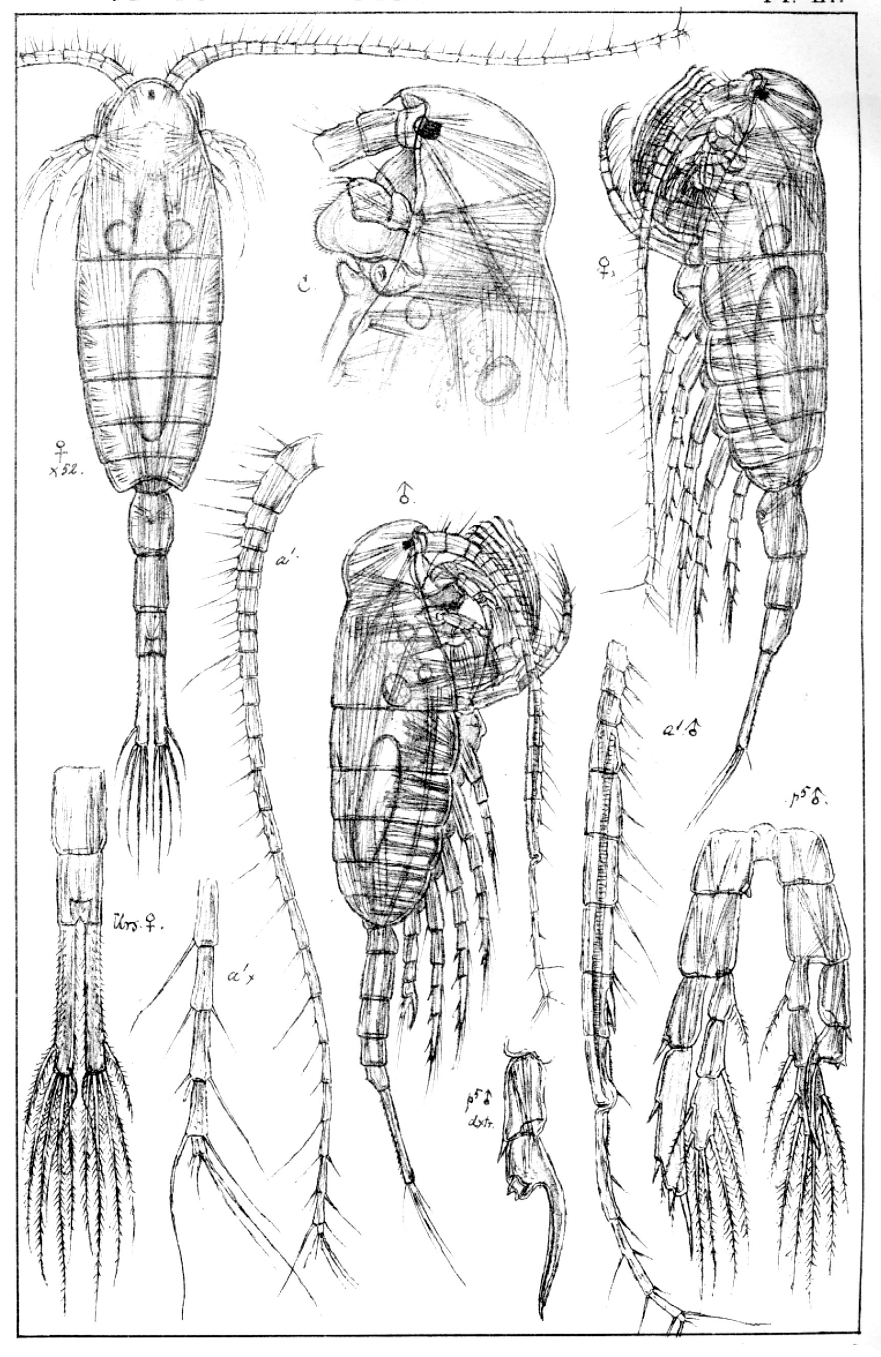 : Limnocalanus macrurus.