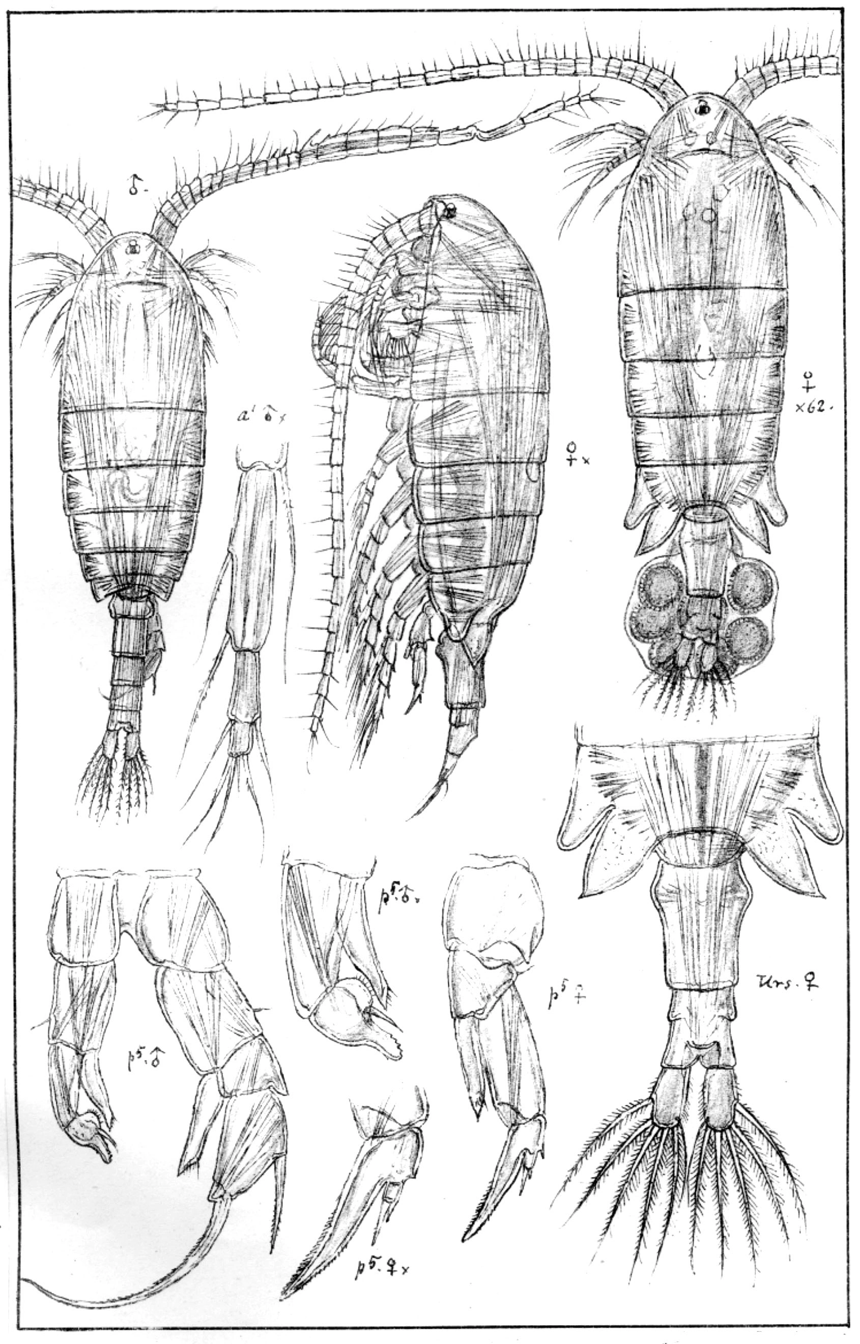 : Mixodiaptomus laciniatus.