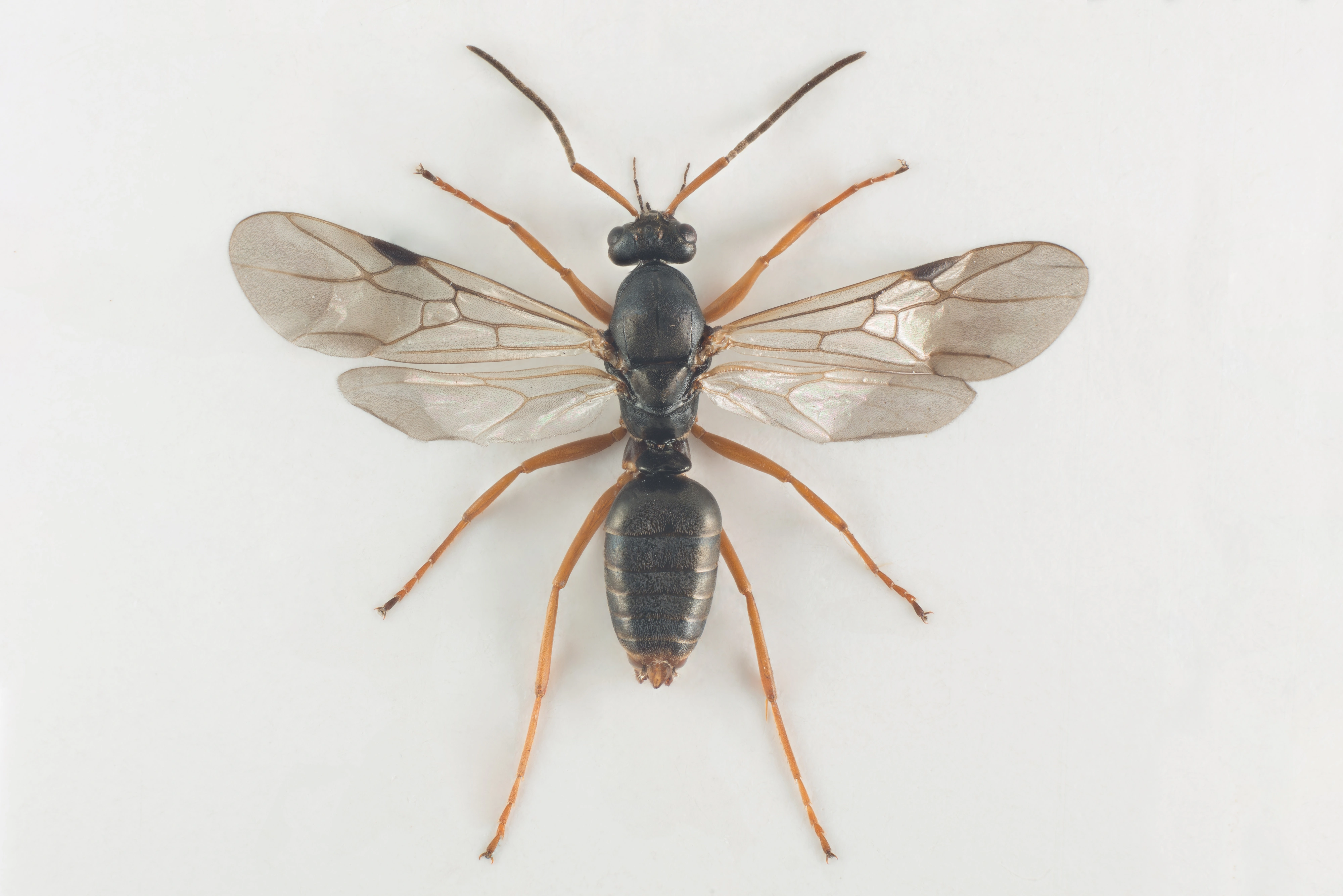 : Formica (Serviformica) fusca.