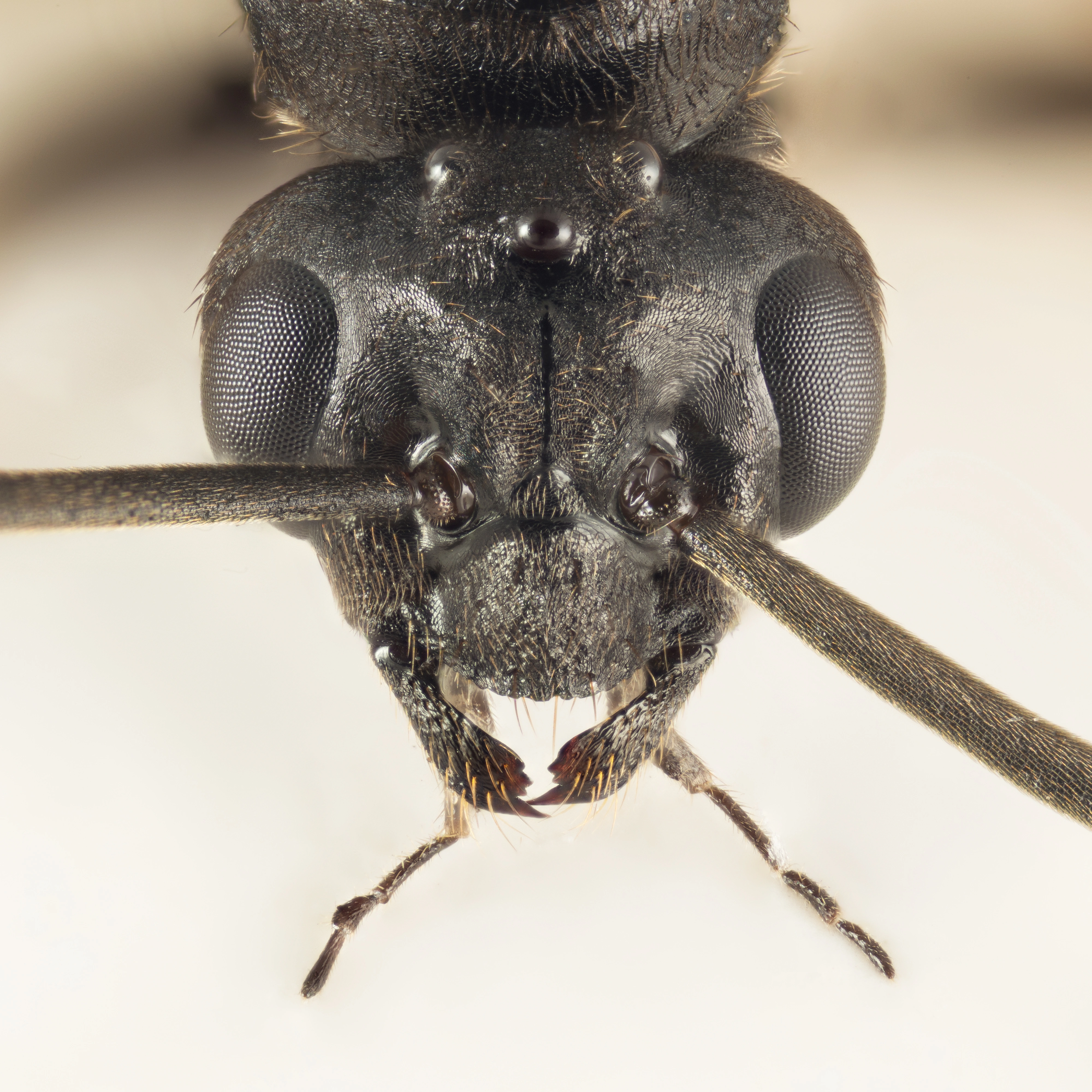 : Formica (Serviformica) picea.