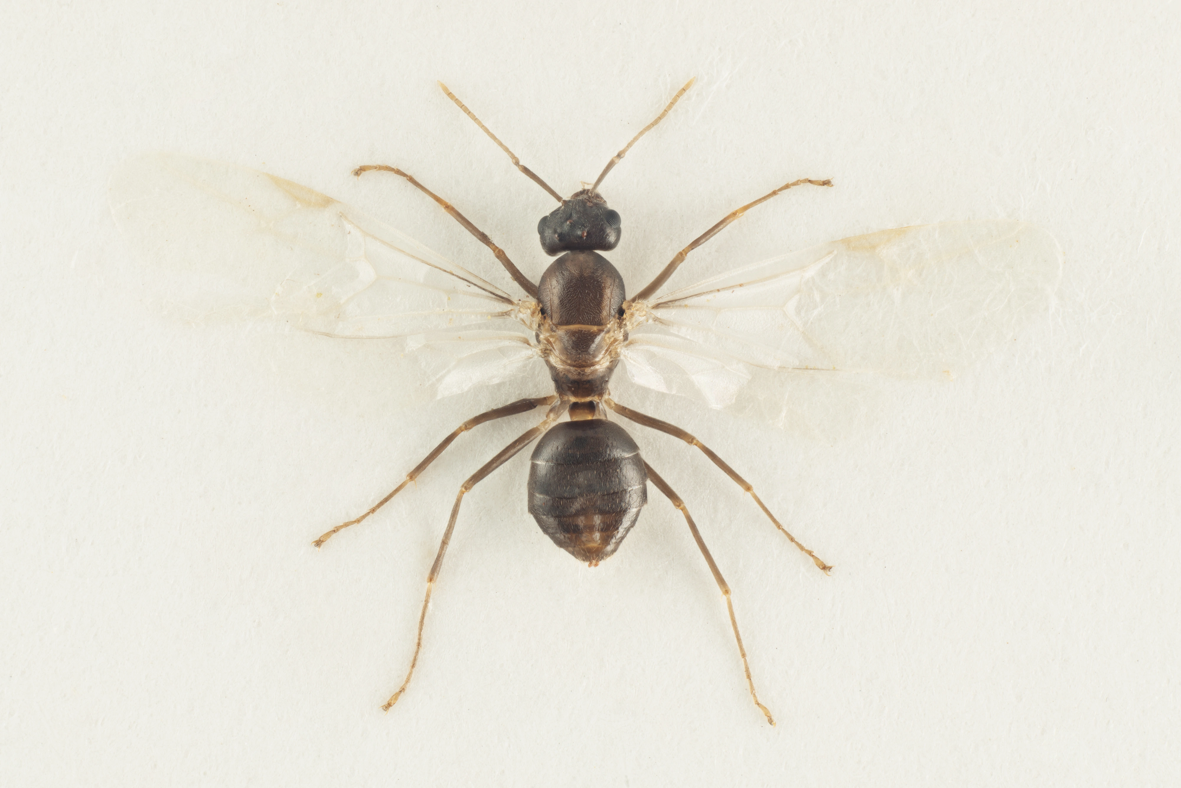 : Lasius platythorax.