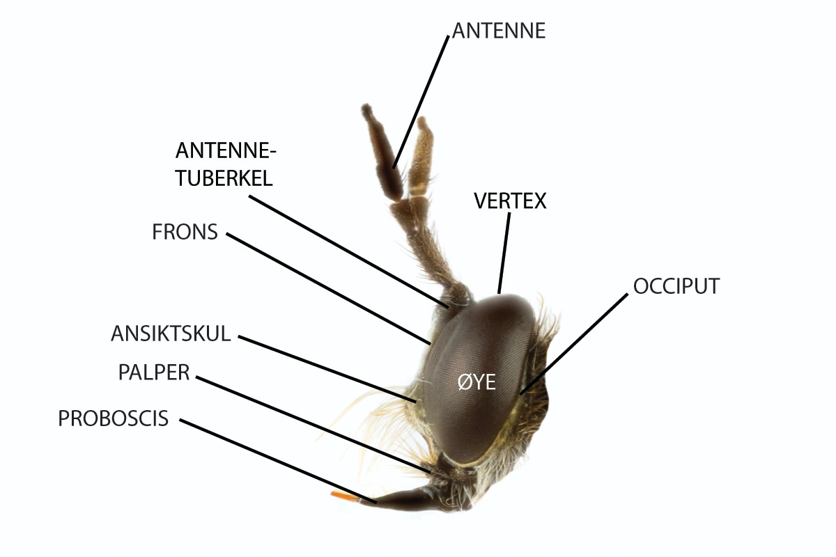 : Asilidae.