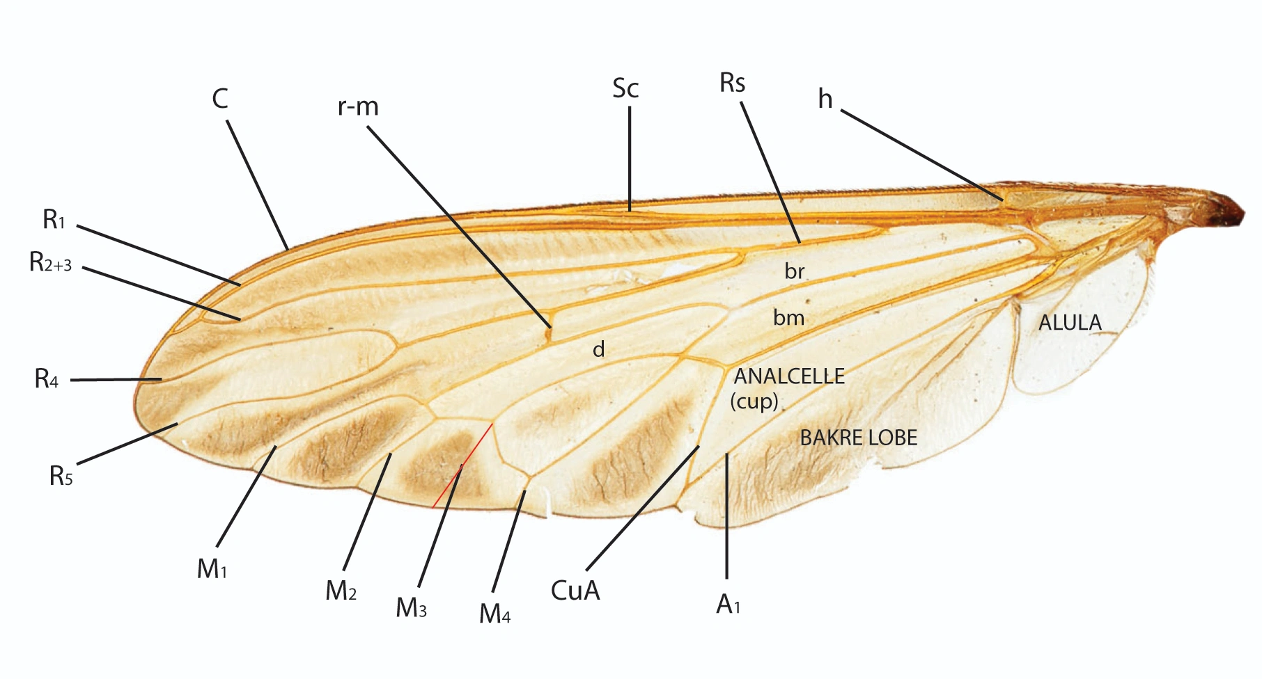 : Asilidae.