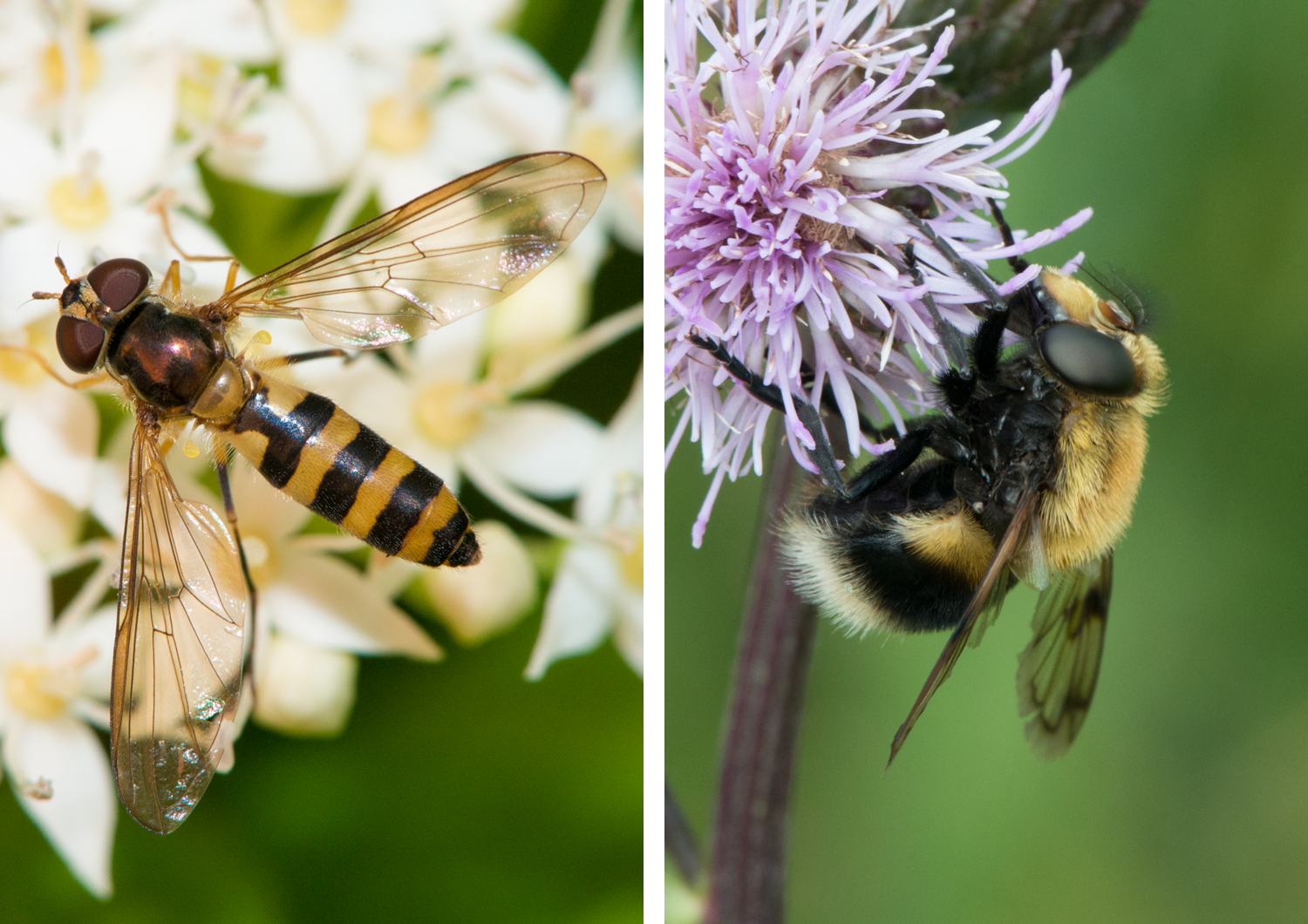 : Meliscaeva cinctella. : Volucella bombylans.