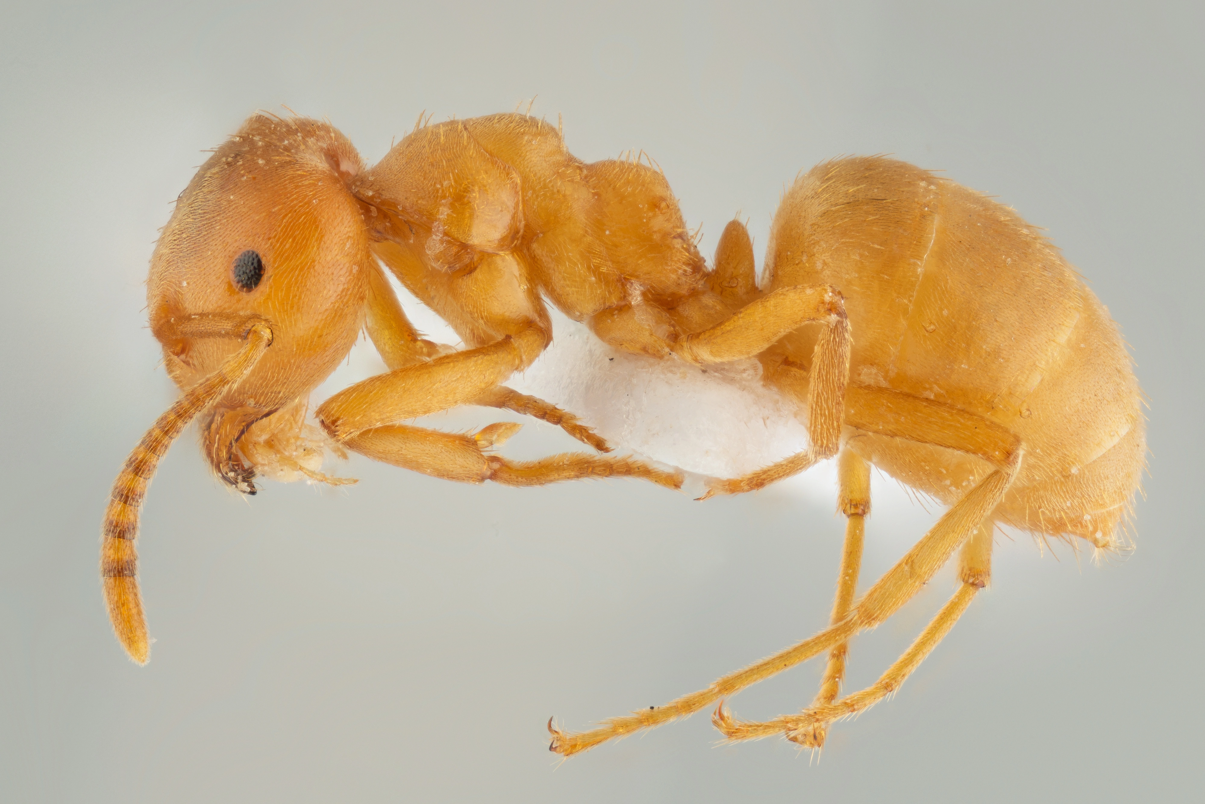 : Lasius carniolicus.