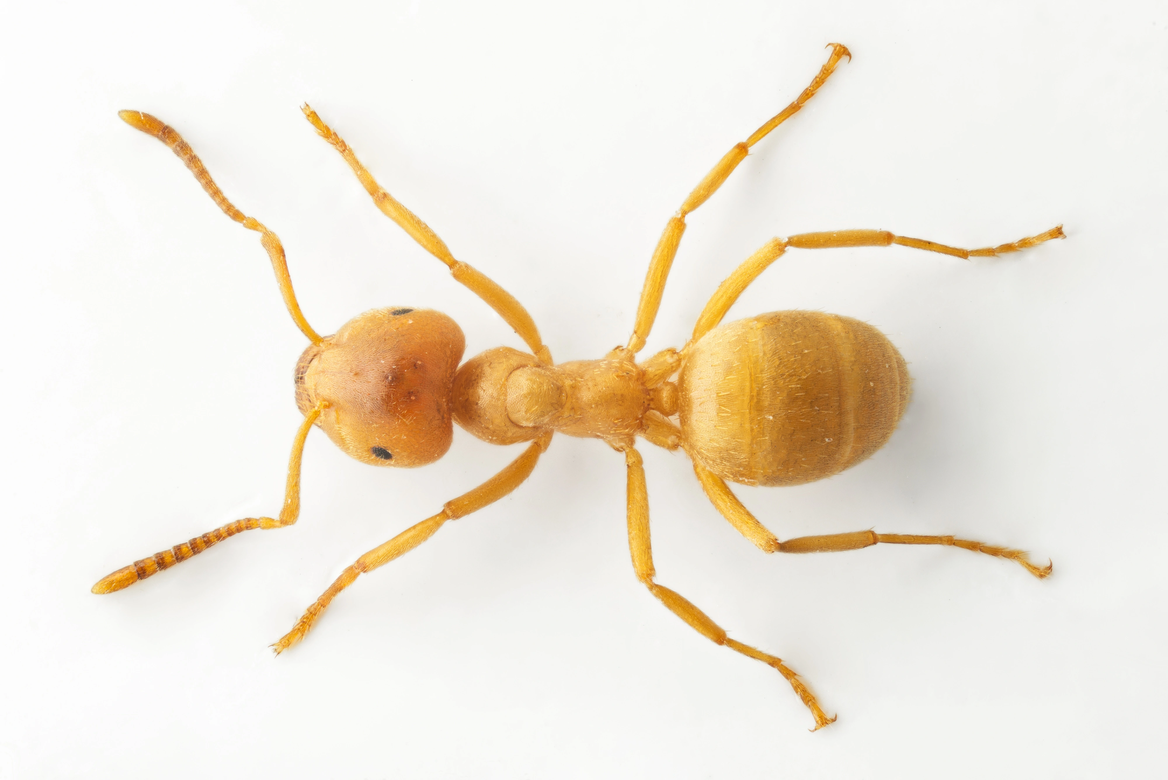 : Lasius (Austrolasius) carniolicus.