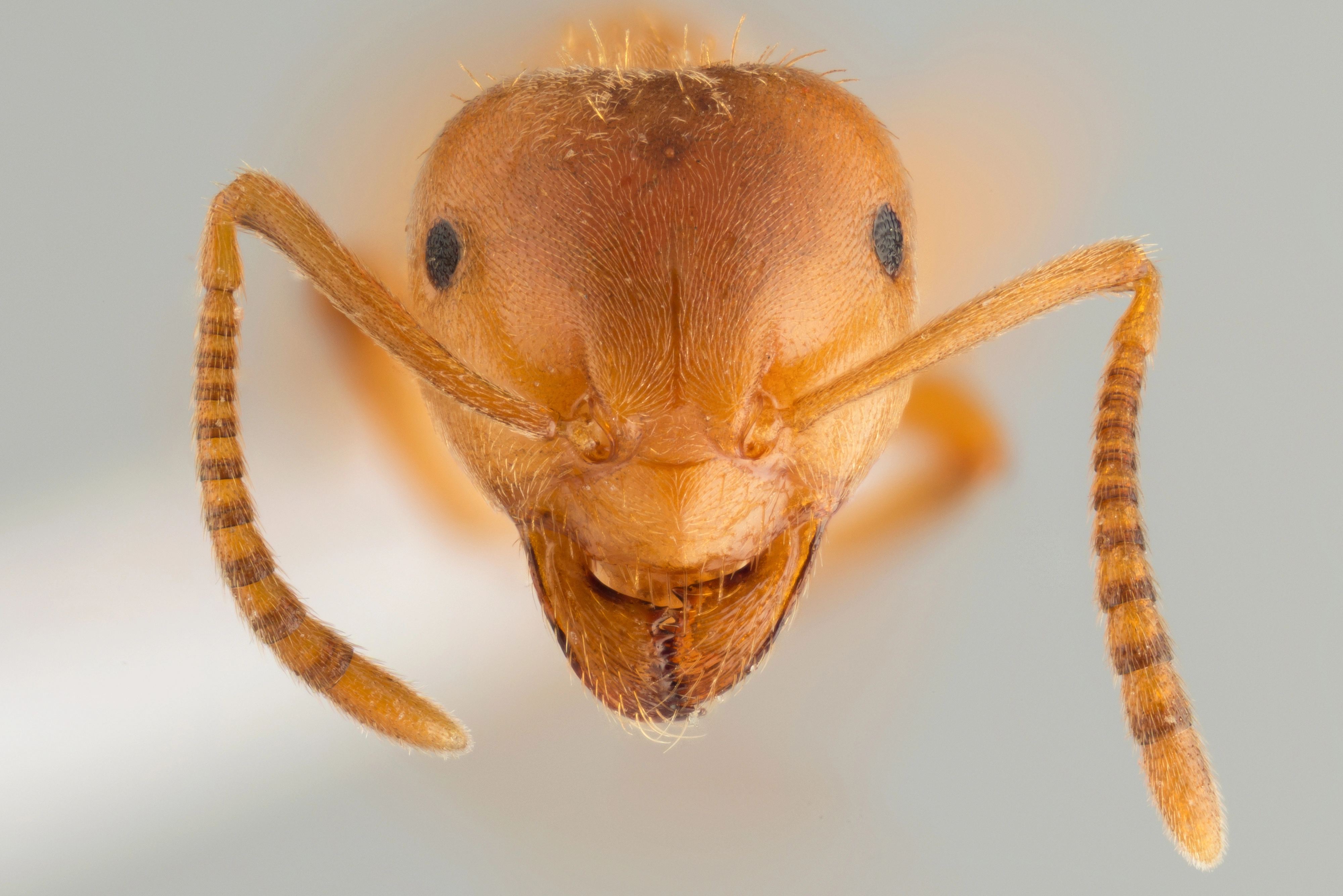 : Lasius carniolicus.