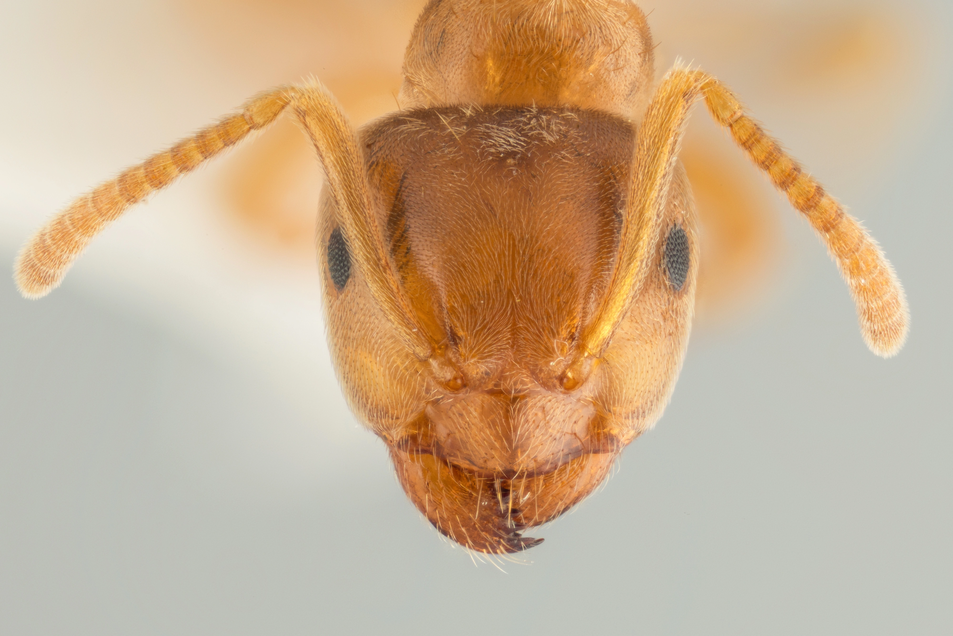 : Lasius (Cautolasius) flavus.