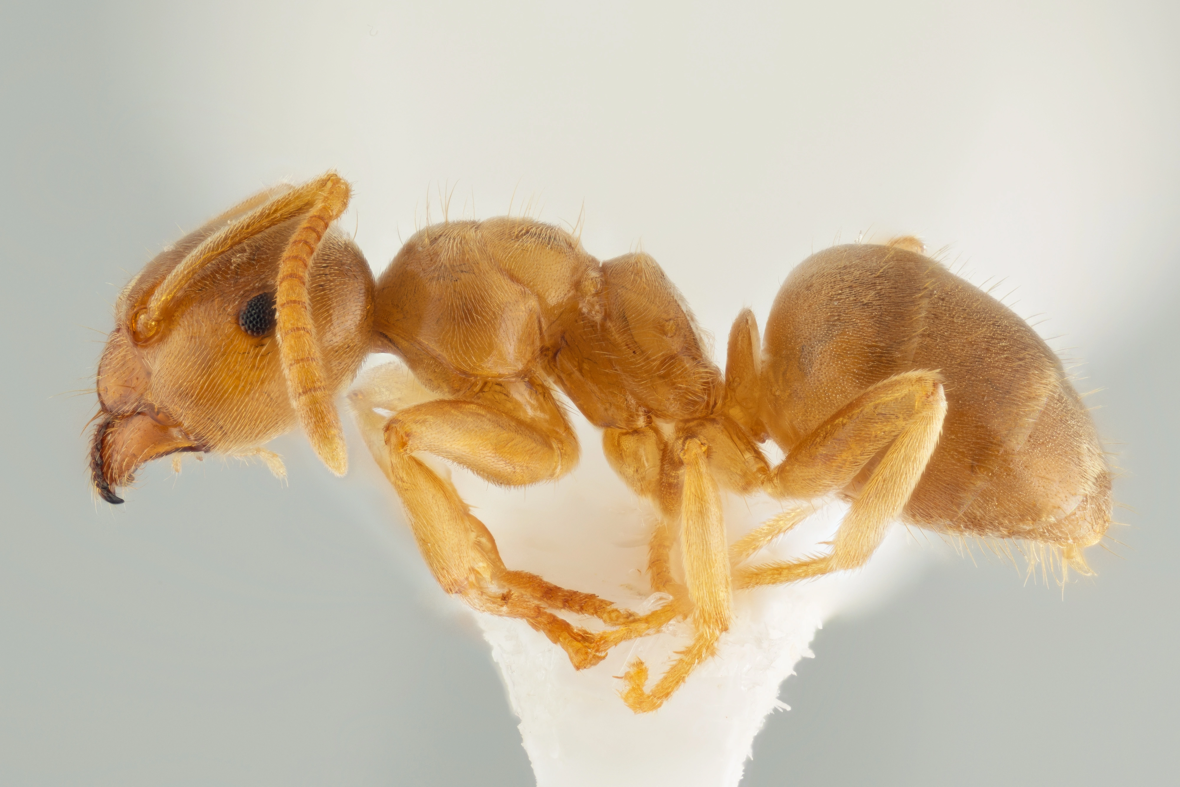 : Lasius (Cautolasius) flavus.