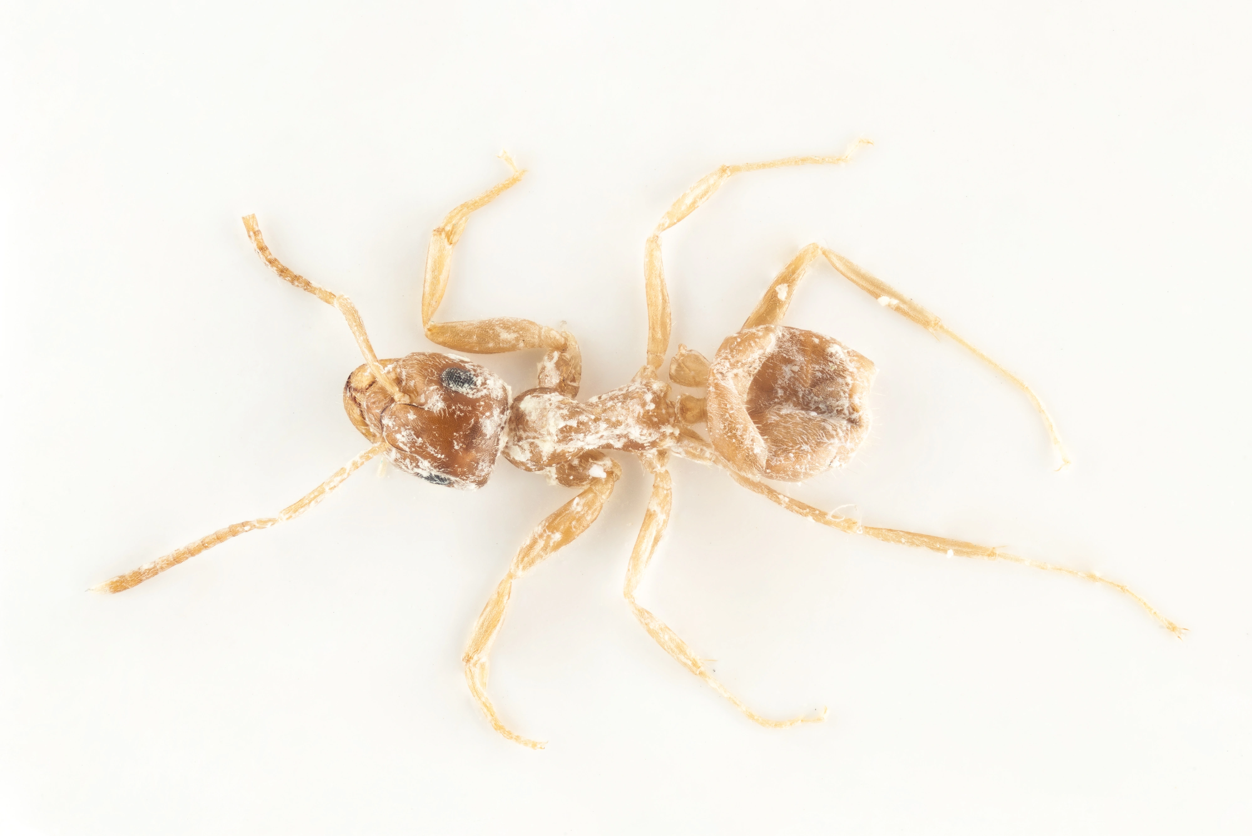 : Lasius (Lasius) neoniger.