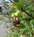 : Bombus hortorum.