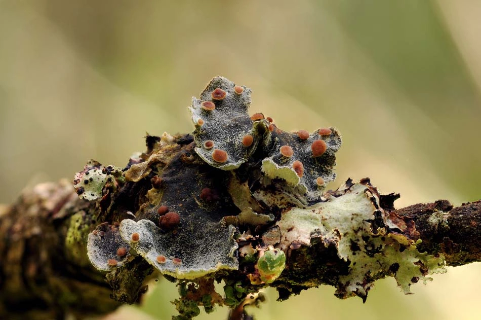 : Erioderma pedicellatum.